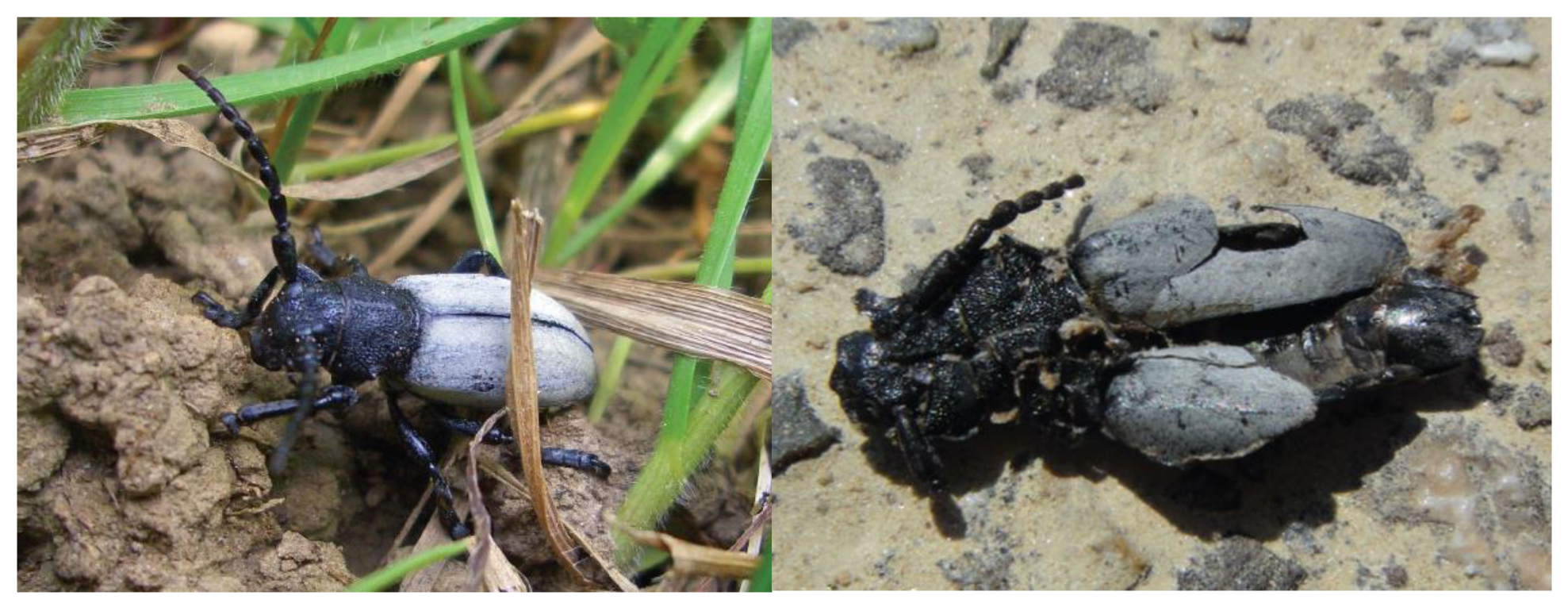 Diversity 15 00016 g001 Diversity 15 00016 g001