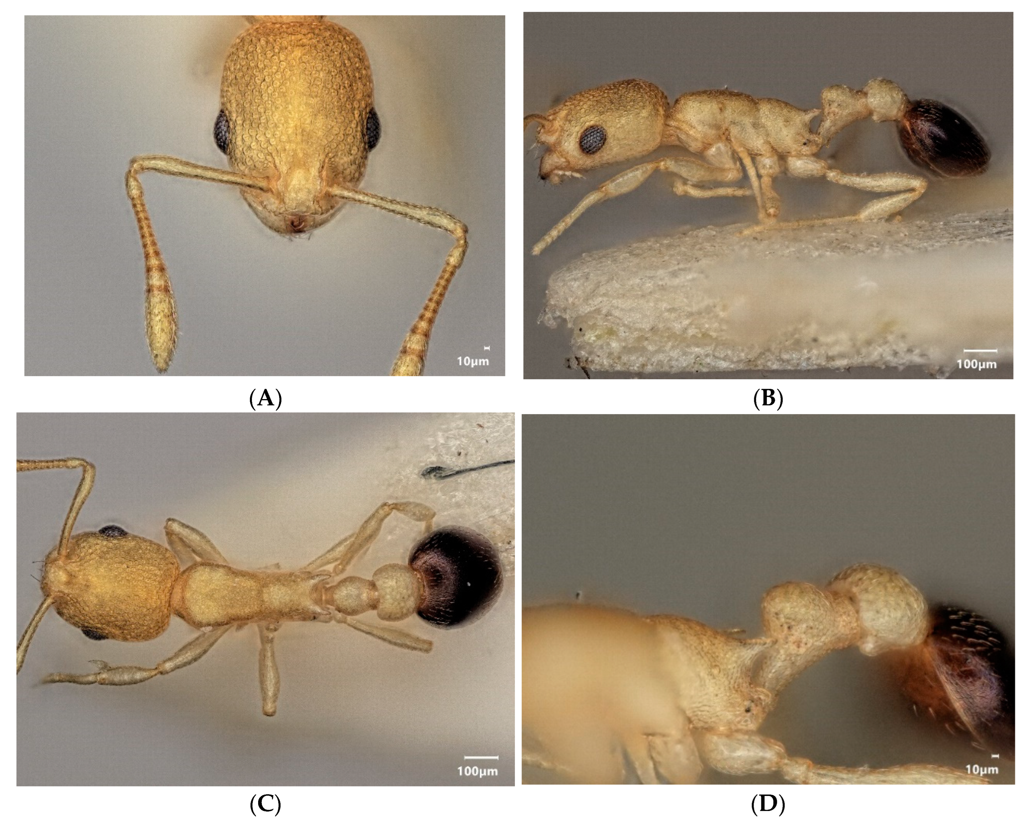 Diversity 15 00025 g017