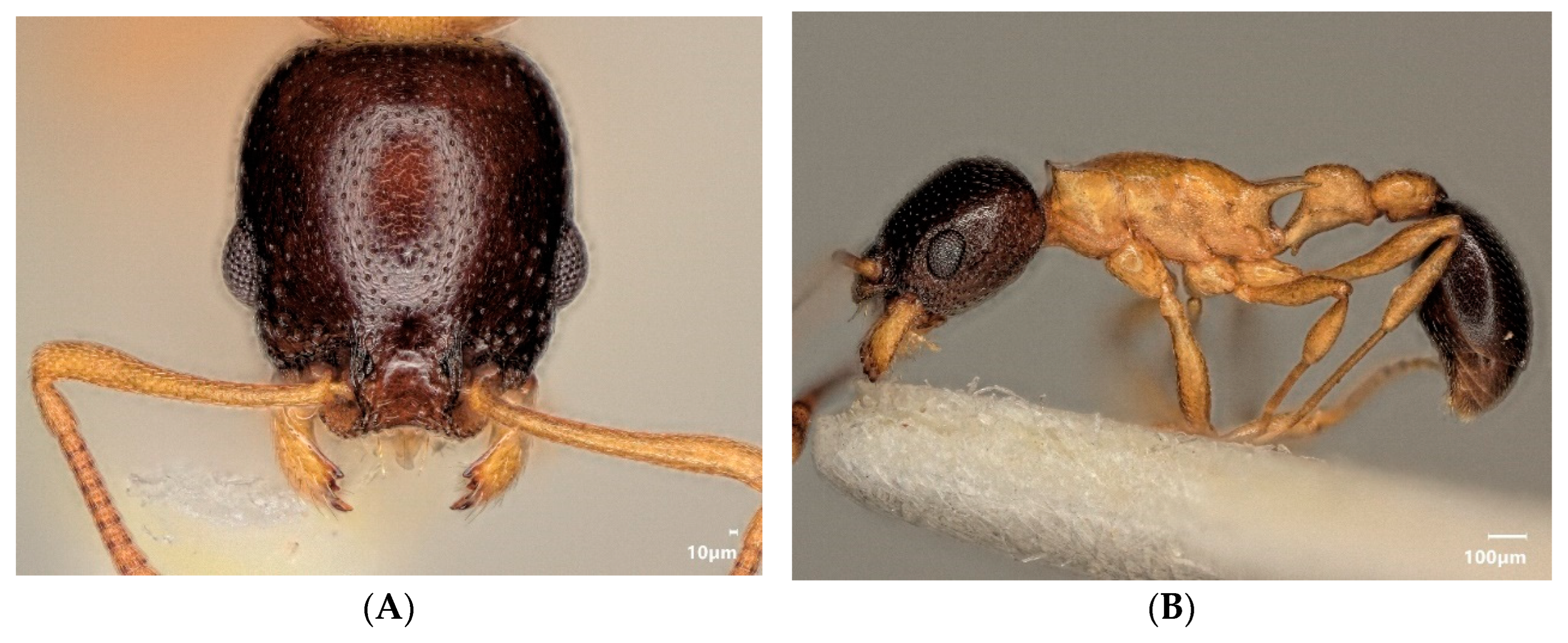 Diversity 15 00025 g022a