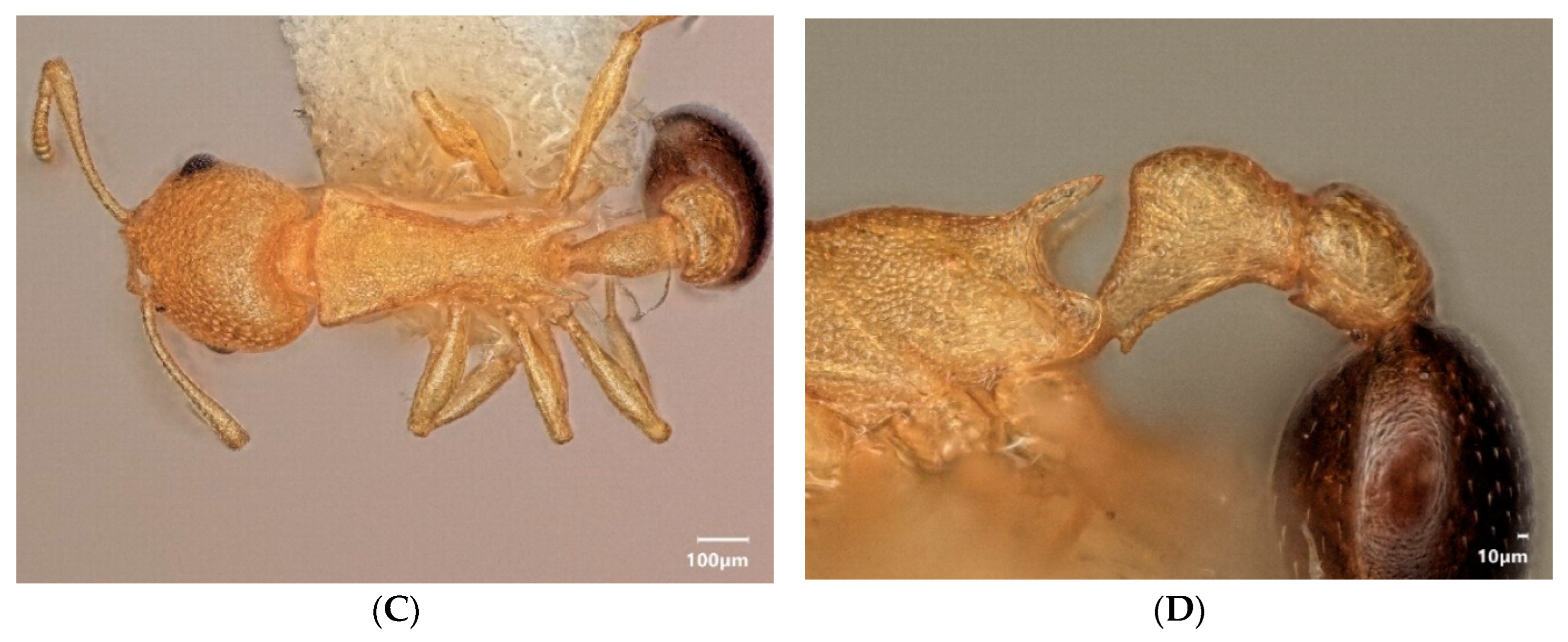 Diversity 15 00025 g024b