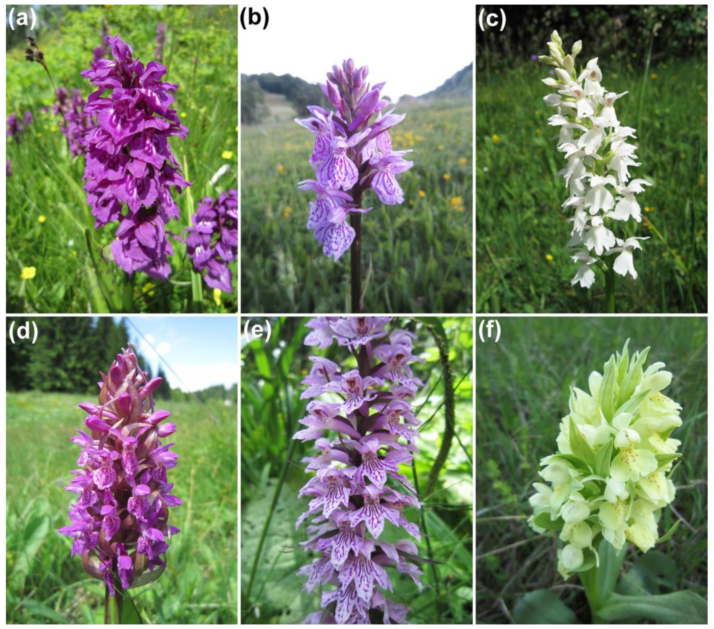 Salep orchid (Dactylorhiza incarnata ssp. incarnata)