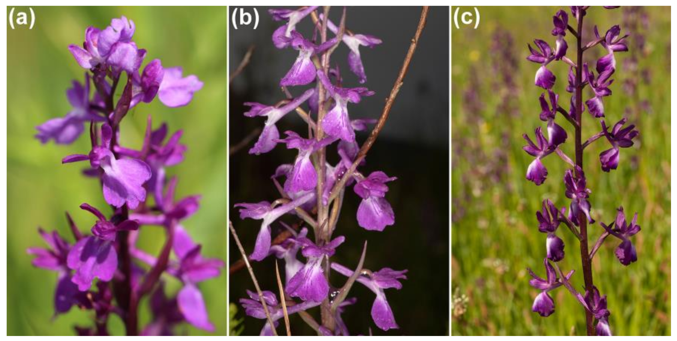 Diversity 15 00026 g002 Diversity 15 00026 g002