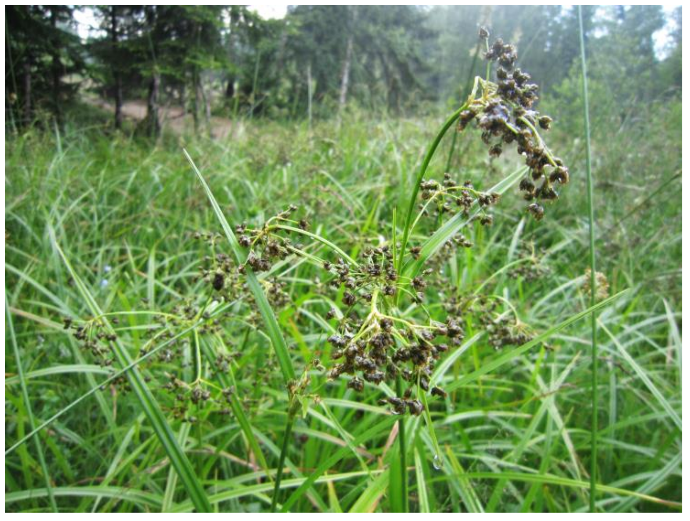 Diversity 15 00026 g010 Diversity 15 00026 g010