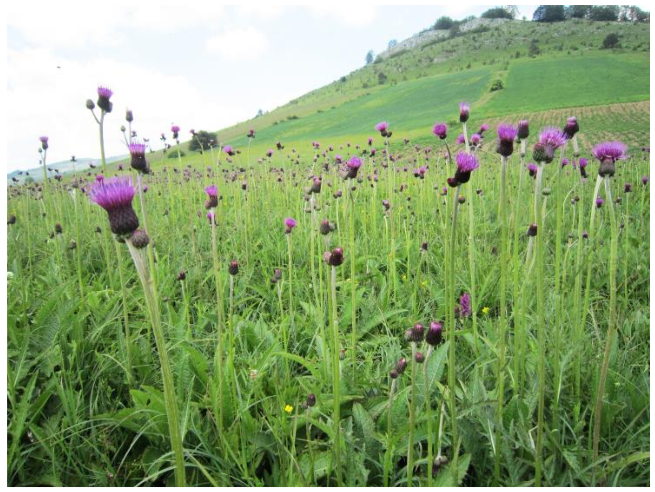 Diversity 15 00026 g011 Diversity 15 00026 g011