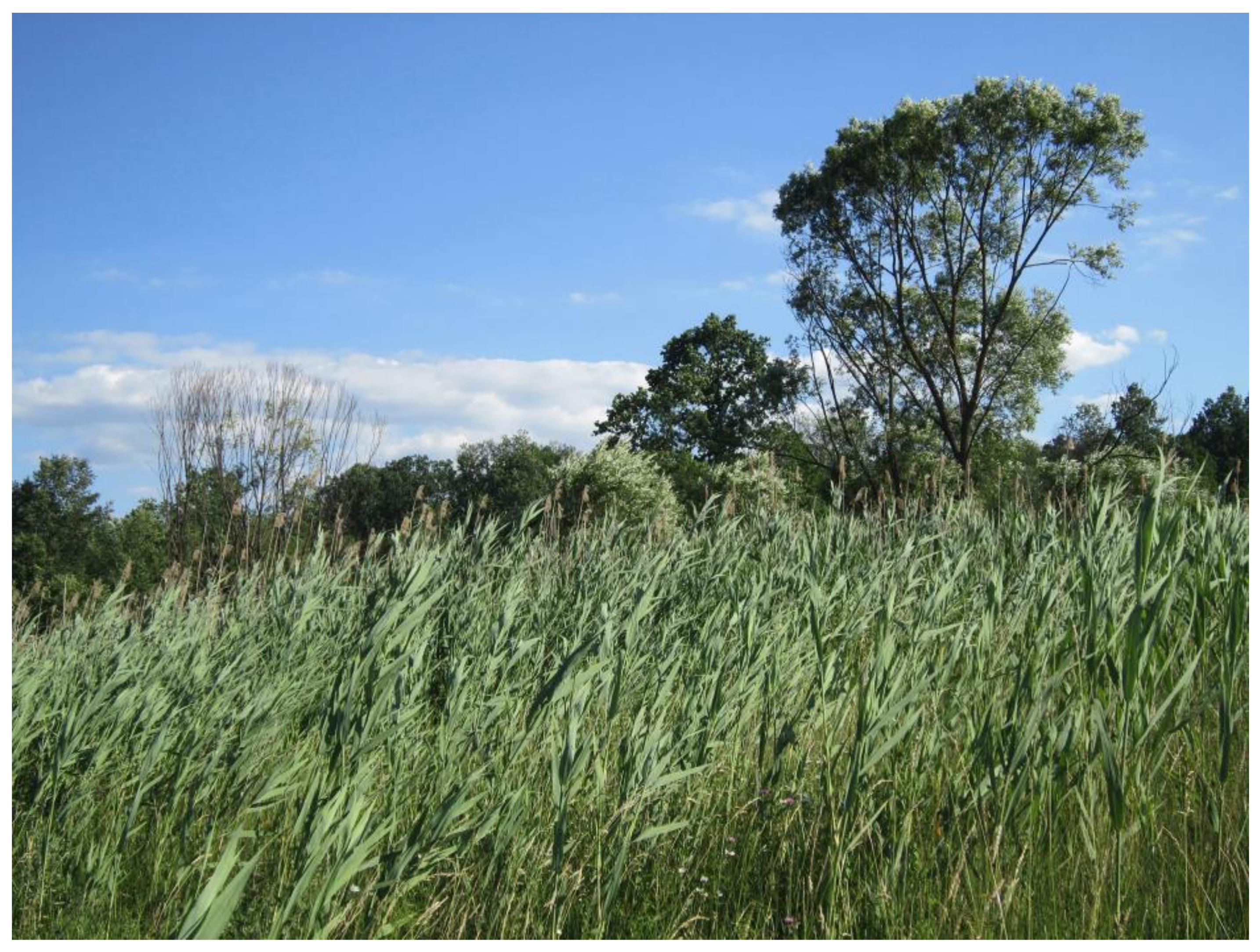 Diversity 15 00026 g012 Diversity 15 00026 g012