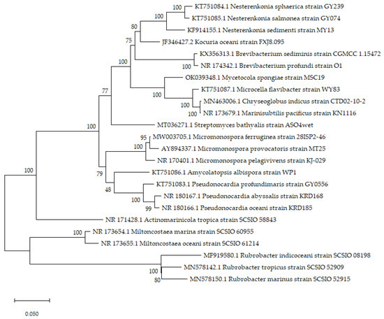 The Diversity of Deep-Sea Actinobacteria and Their Natural