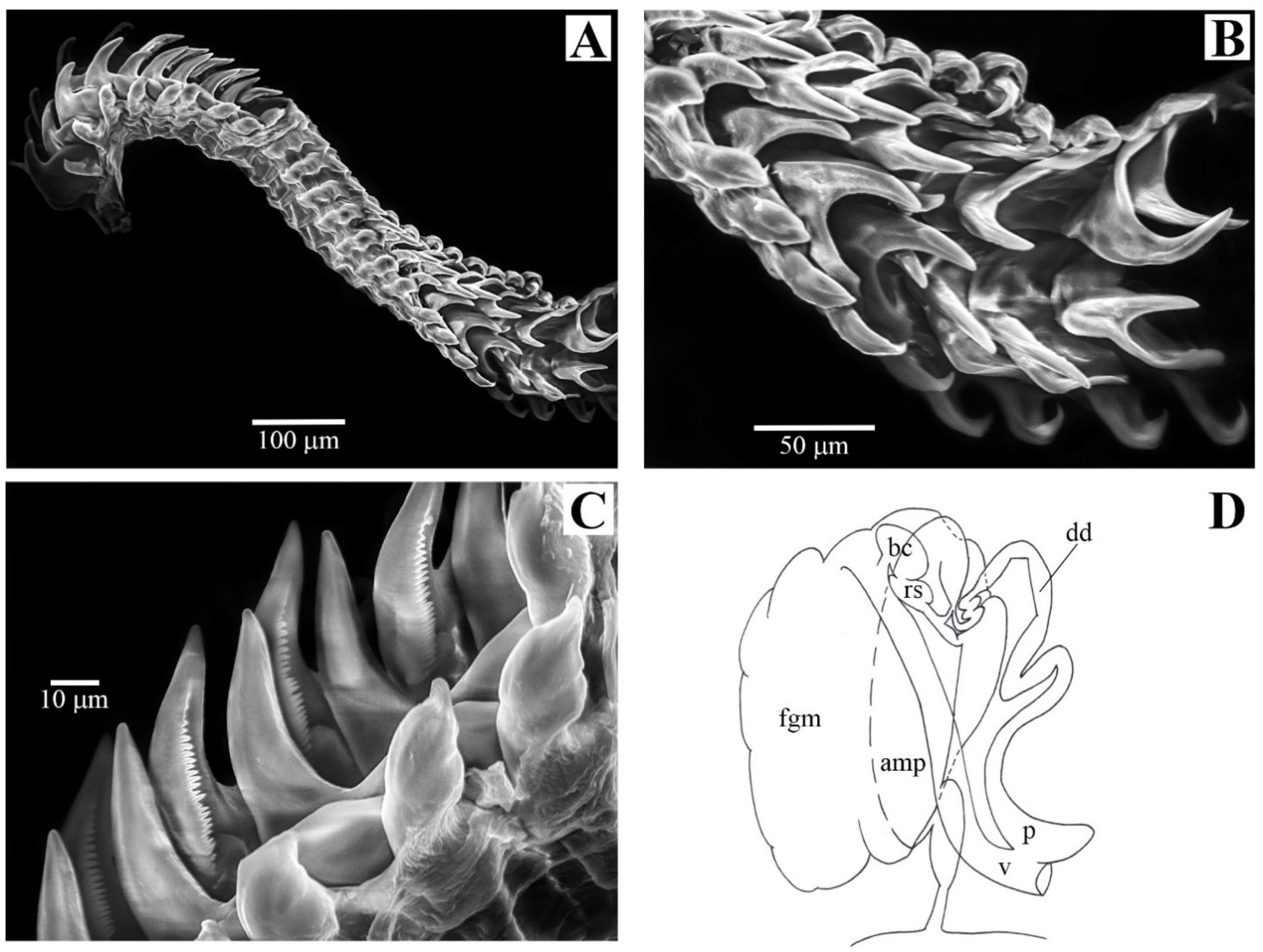 Diversity 15 00038 g002