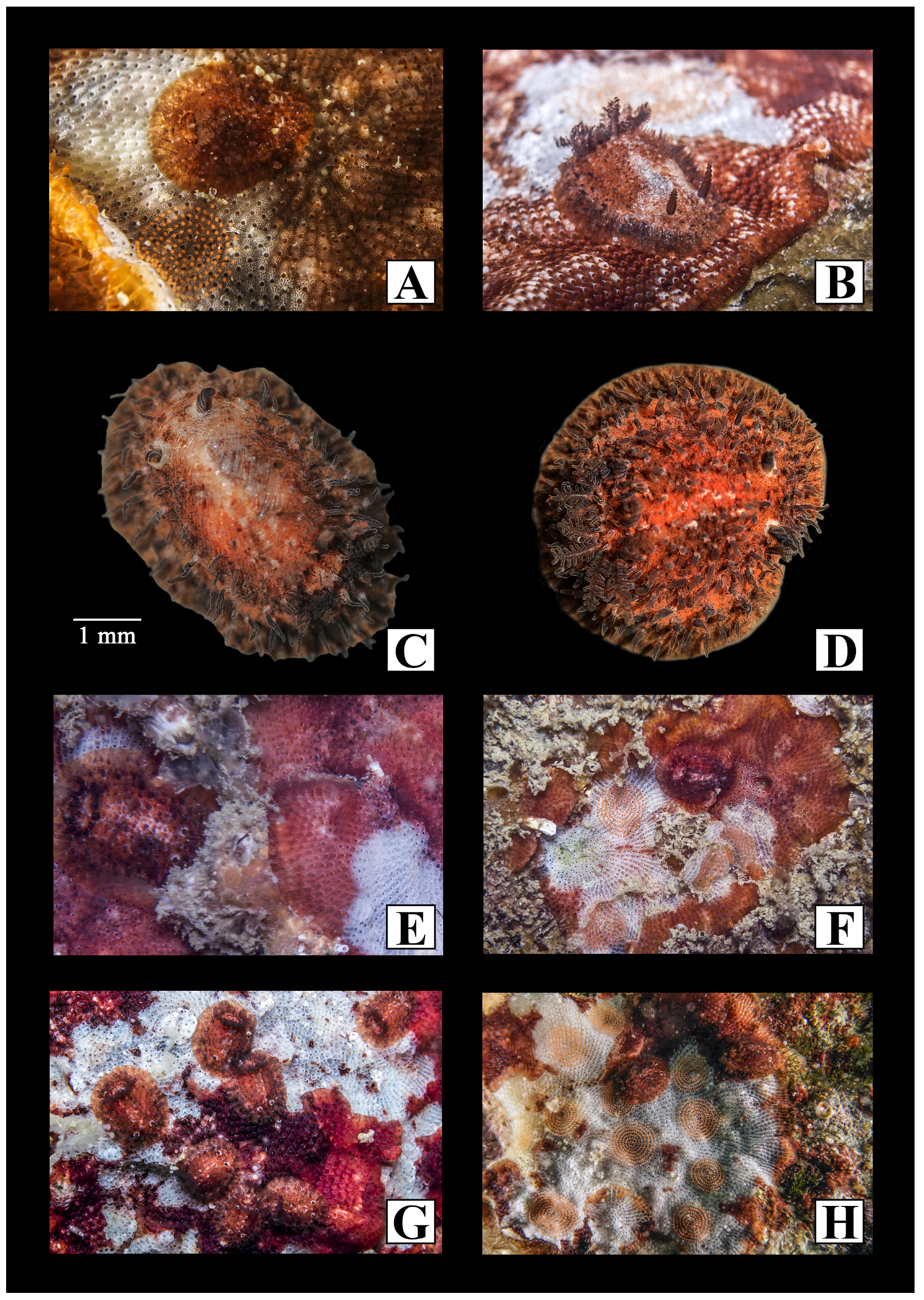 Diversity 15 00038 g005