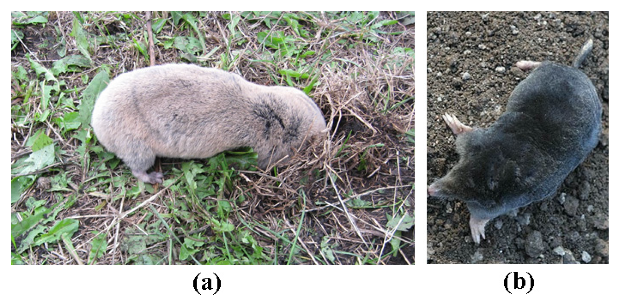 Diversity 15 00039 g002