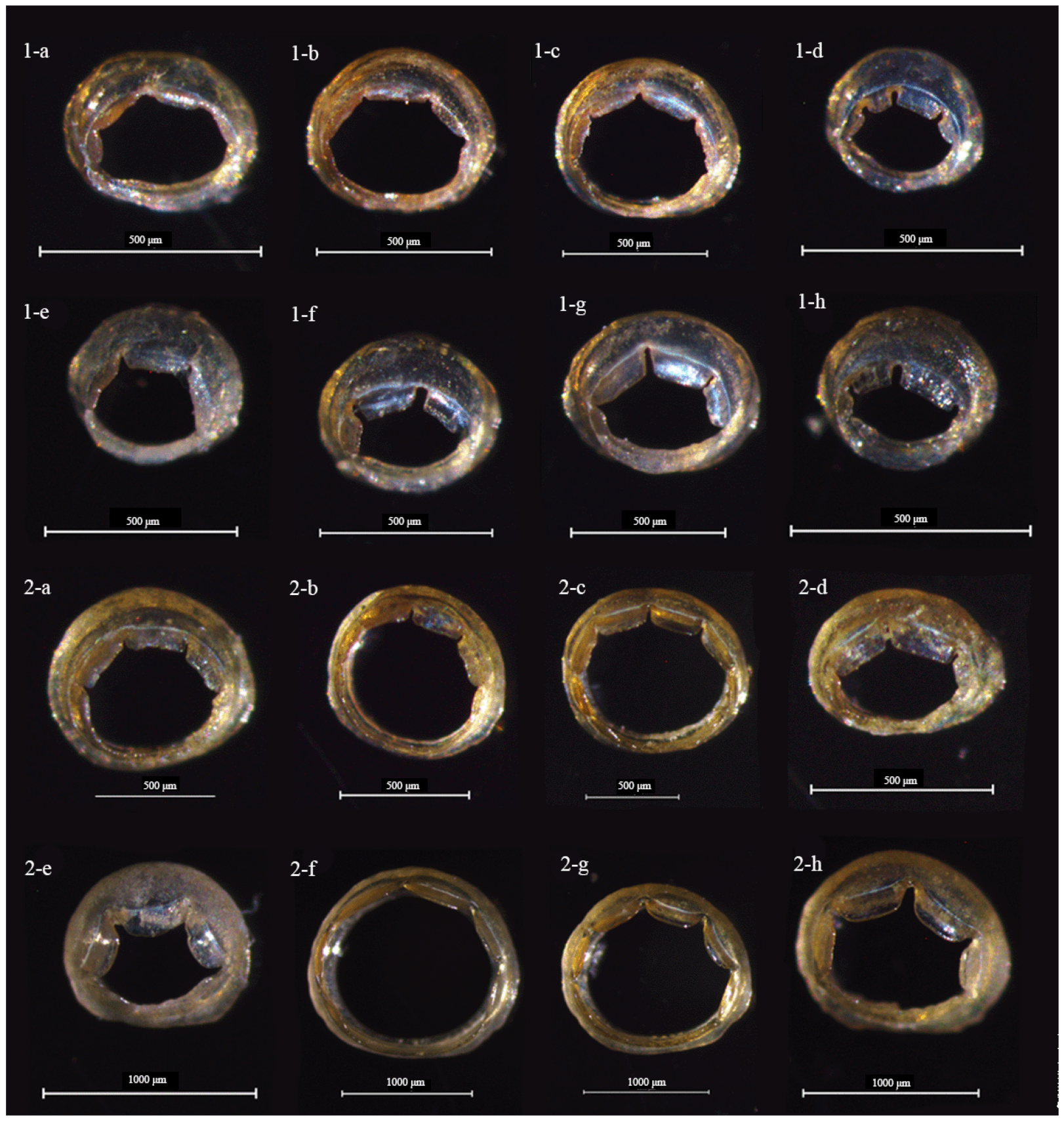 Diversity 15 00041 g005 Diversity 15 00041 g005