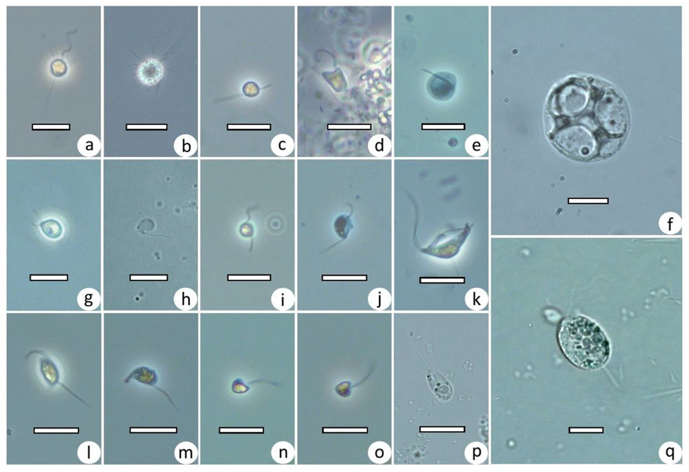 Diversity 15 00044 g003