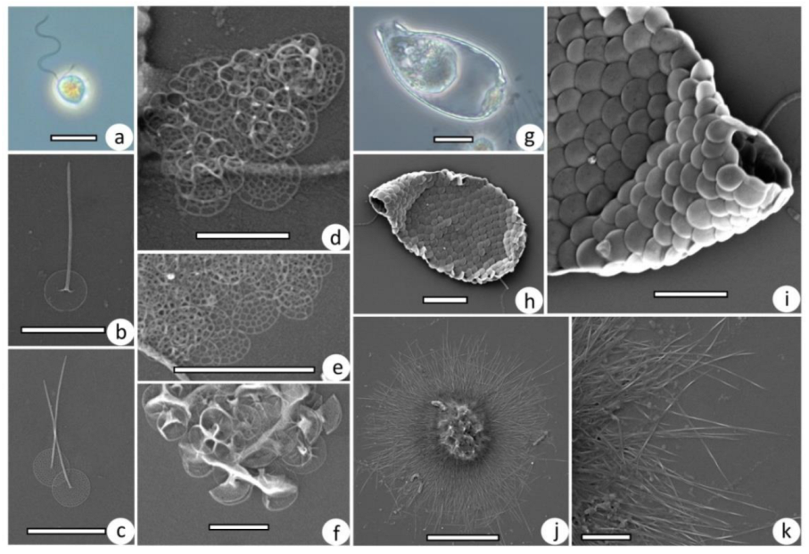 Diversity 15 00044 g004