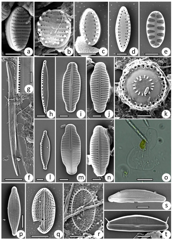 Diversity 15 00044 g008
