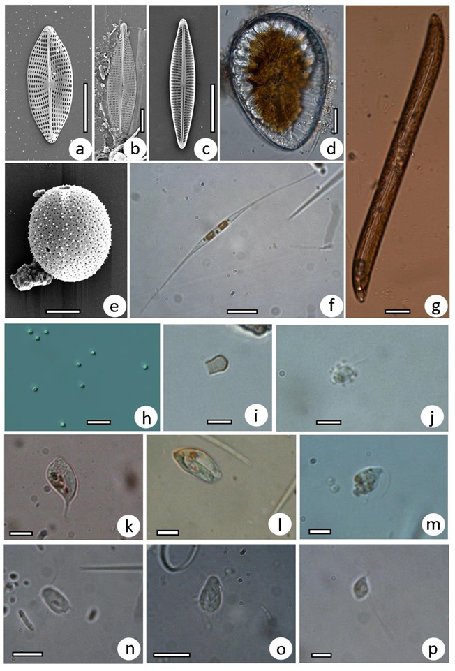 Diversity 15 00044 g009