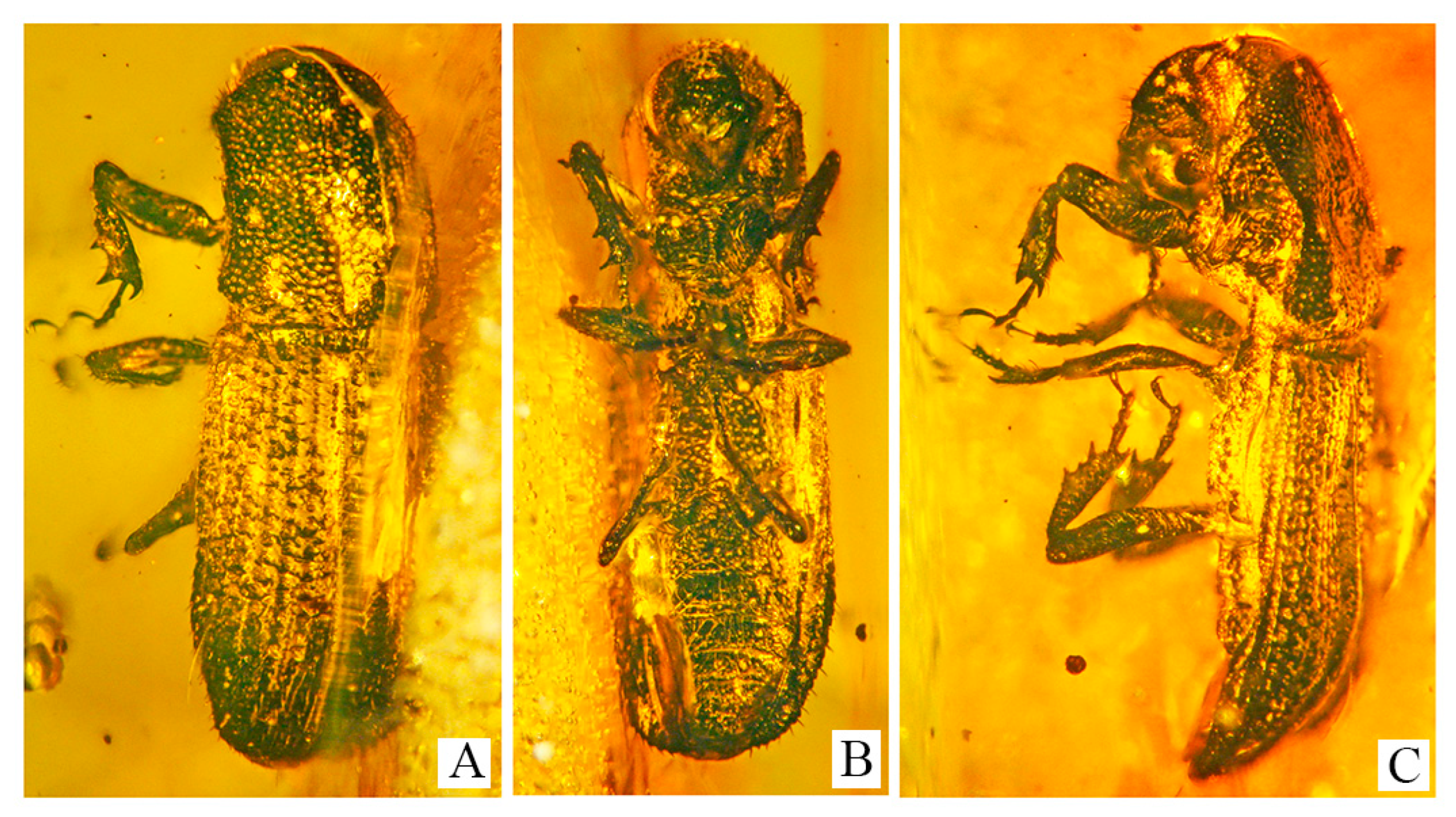 Diversity 15 00045 g001