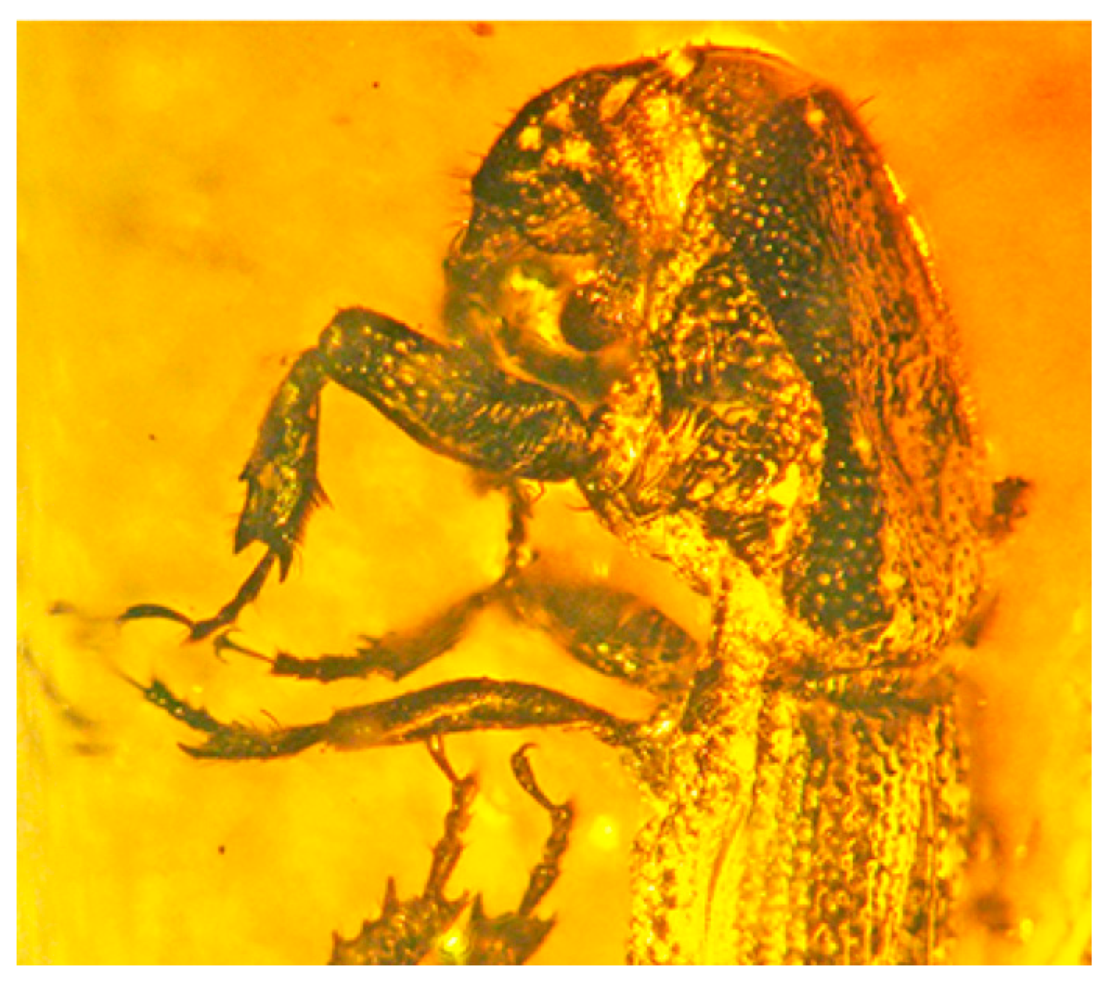 Diversity 15 00045 g002