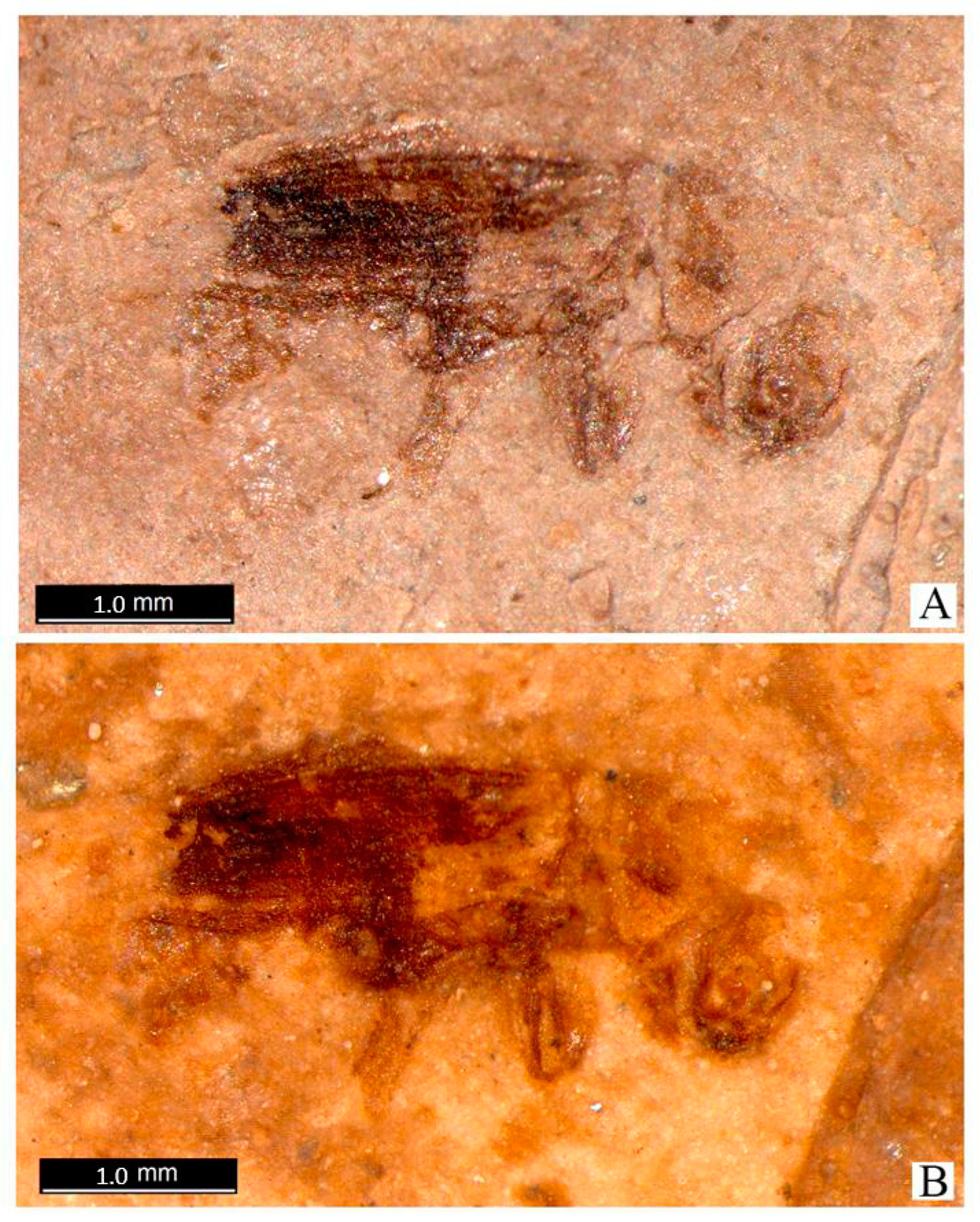 Diversity 15 00045 g003