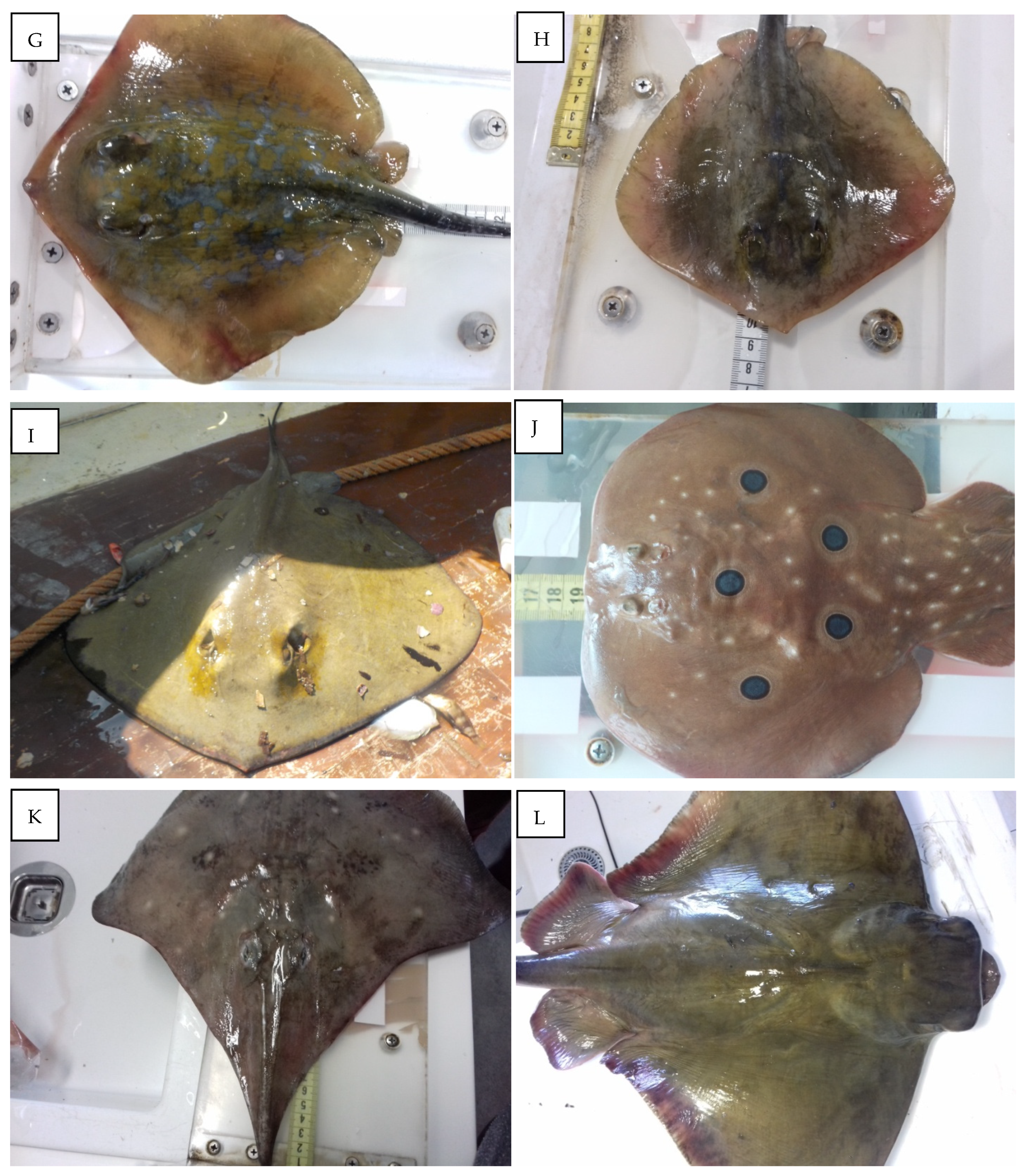 Diversity 15 00055 g002b Diversity 15 00055 g002b