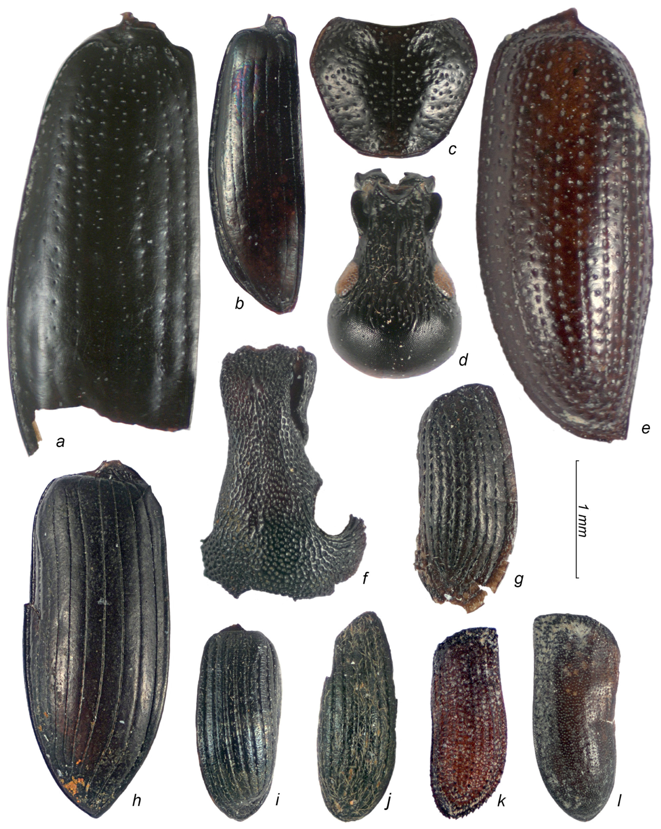 Diversity 15 00056 g002 Diversity 15 00056 g002