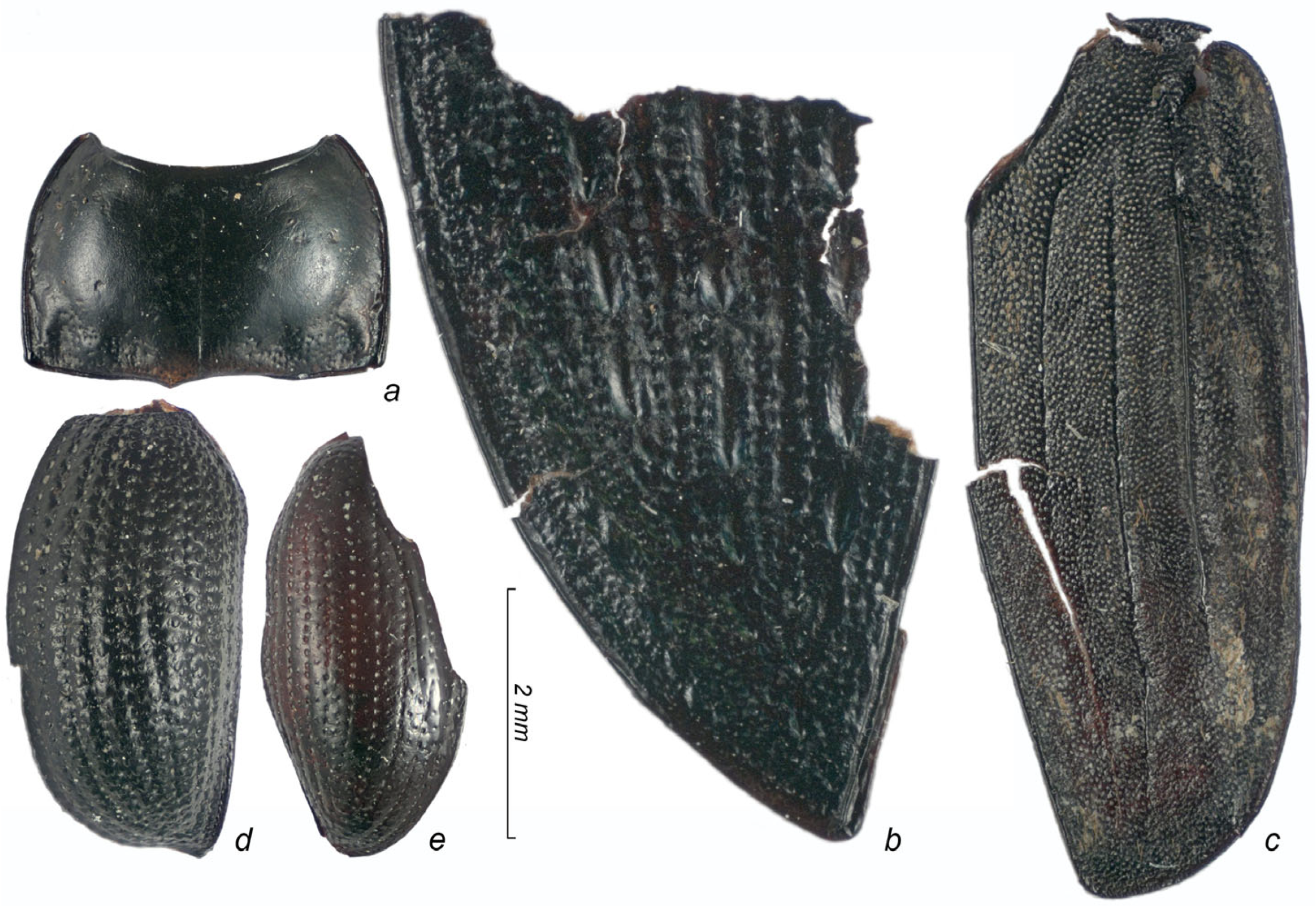 Diversity 15 00056 g005 Diversity 15 00056 g005