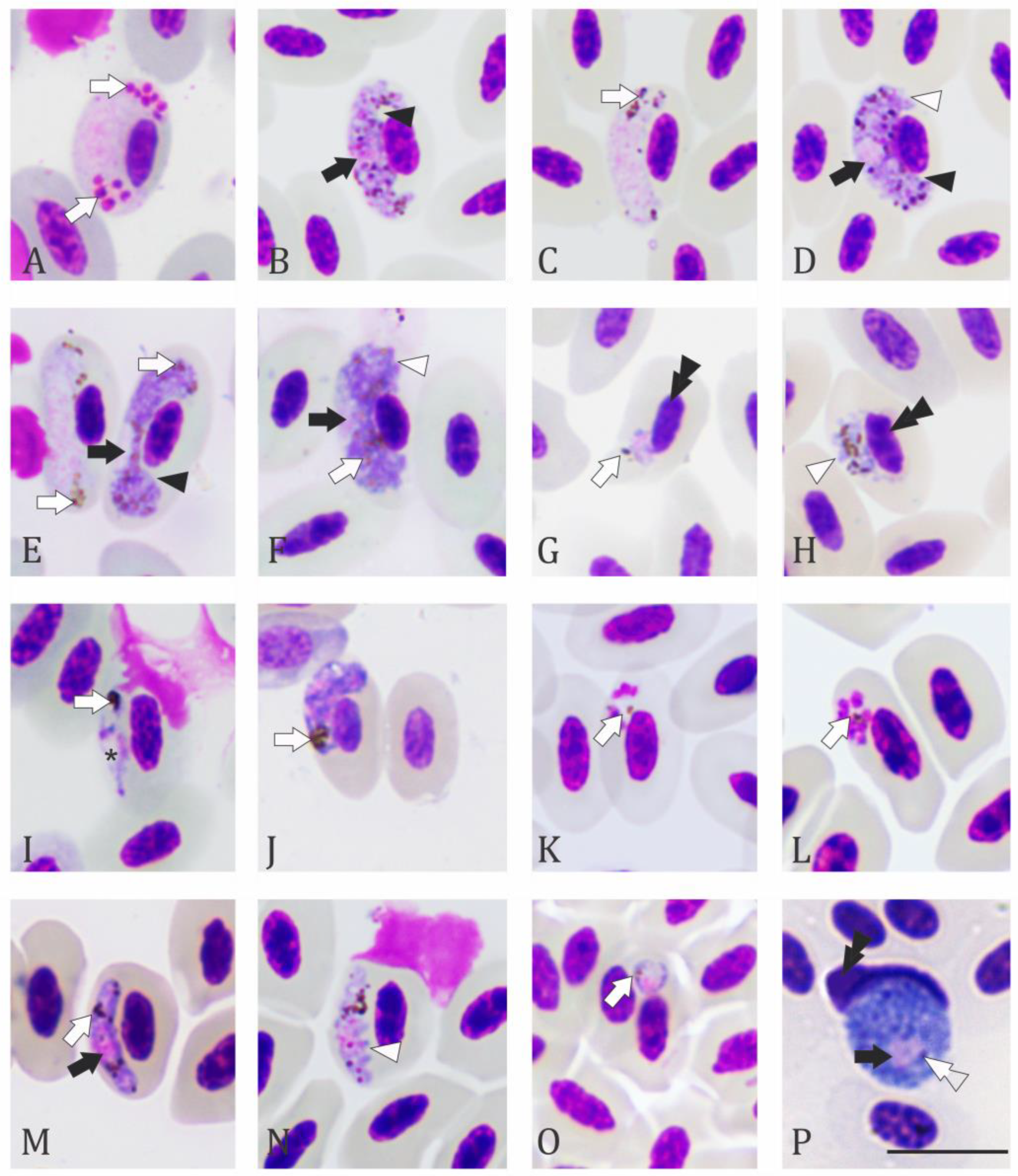 Diversity 15 00057 g004 Diversity 15 00057 g004