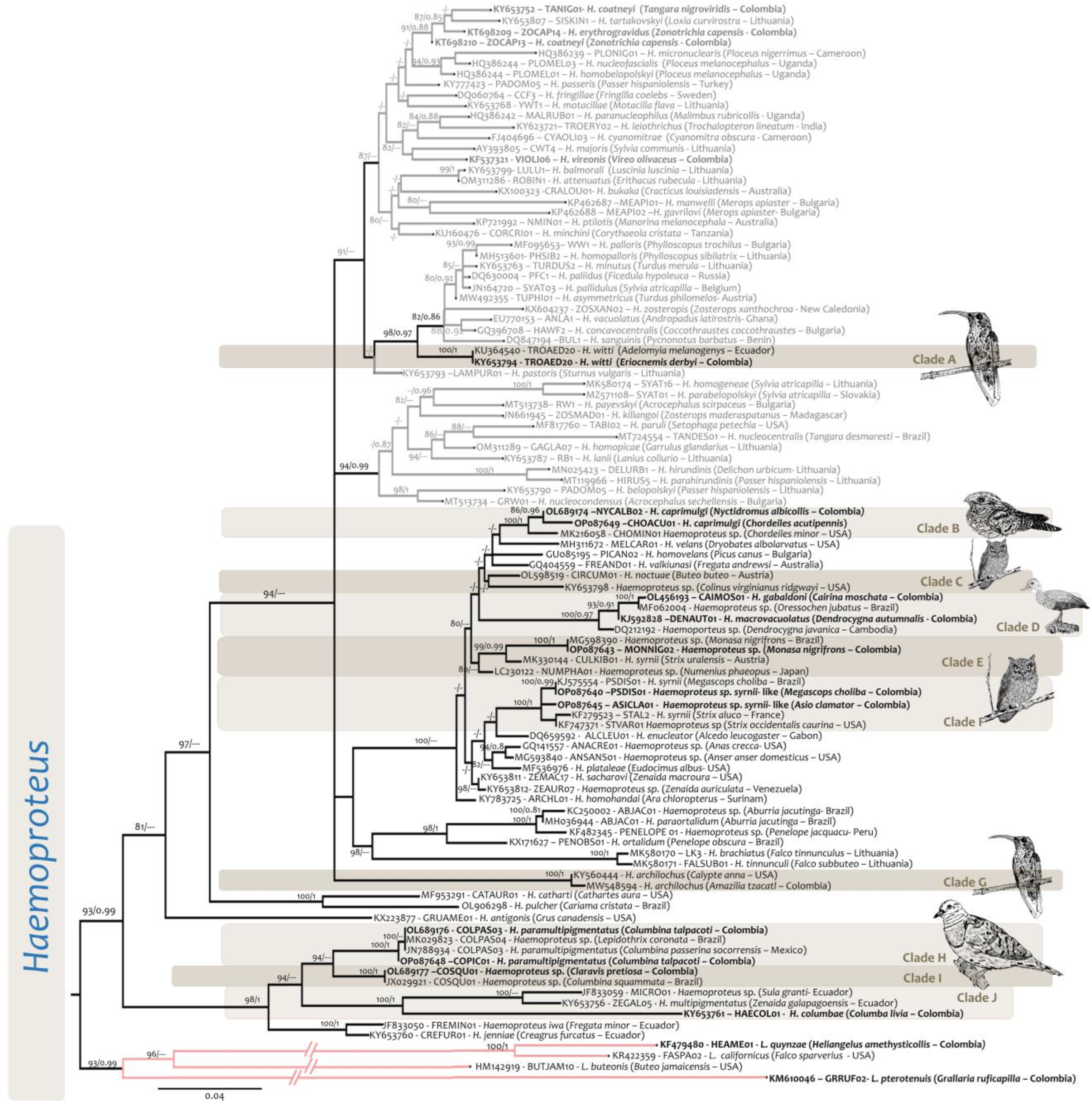 Diversity 15 00057 g005 Diversity 15 00057 g005
