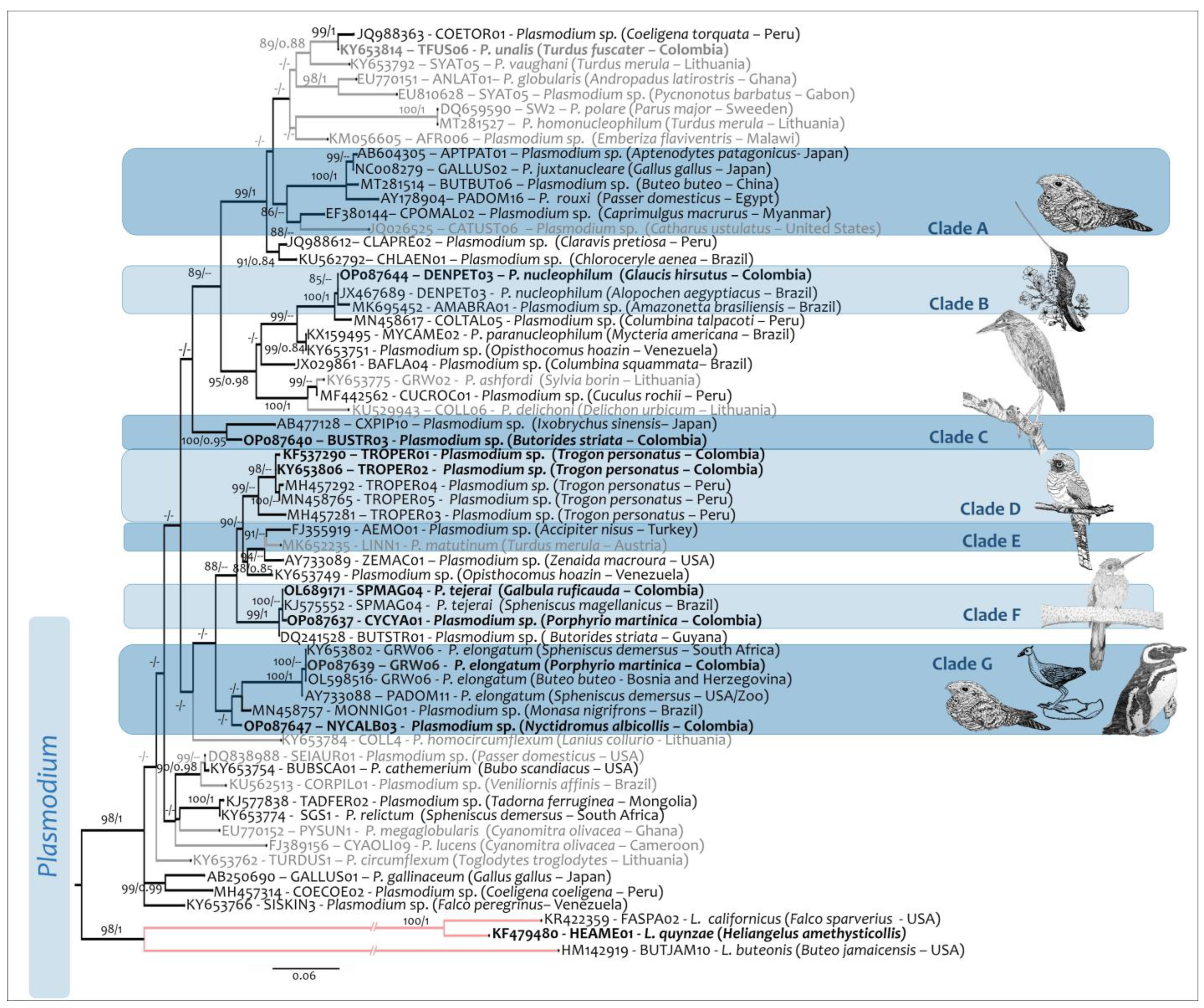 Diversity 15 00057 g006 Diversity 15 00057 g006