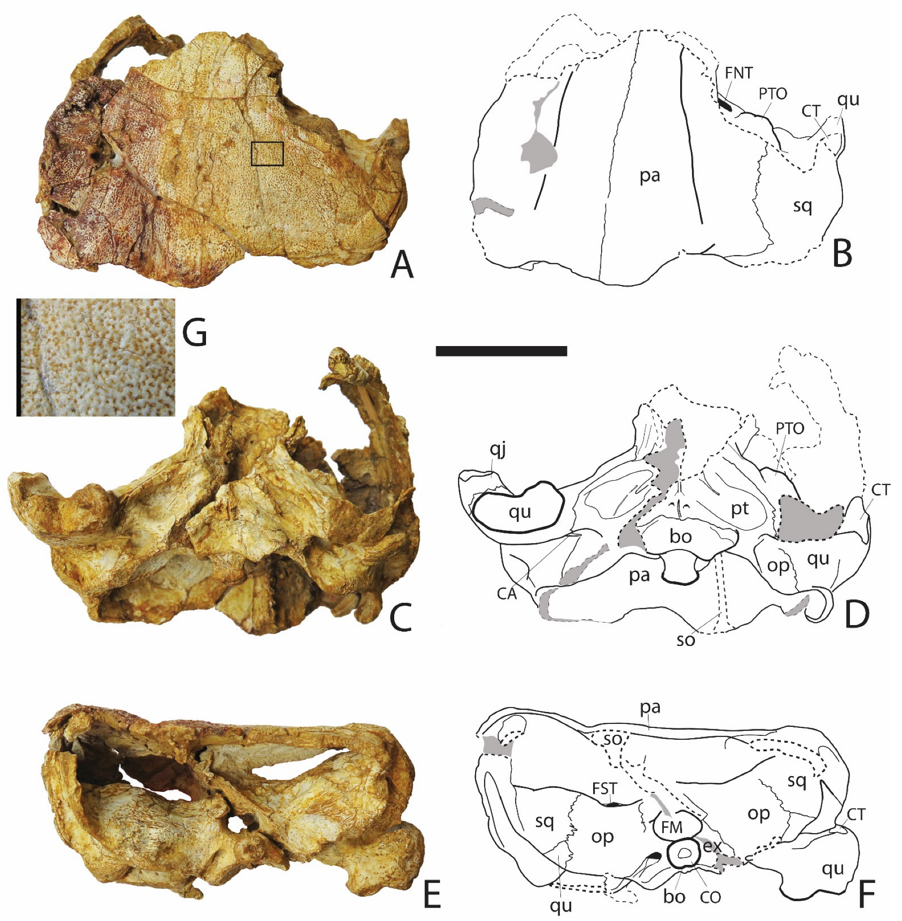 Diversity 15 00058 g001 Diversity 15 00058 g001
