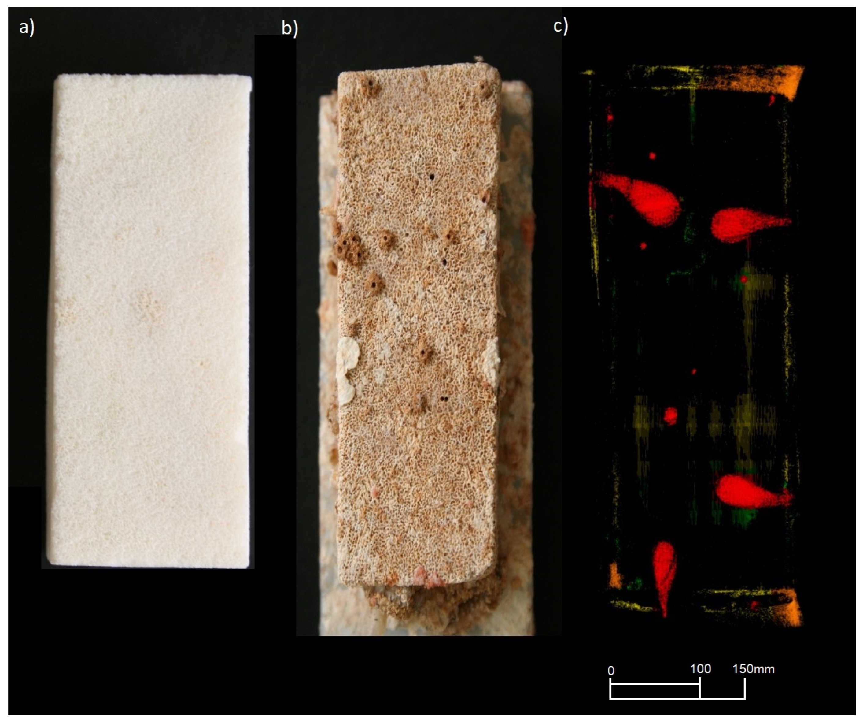 Diversity 15 00062 g002