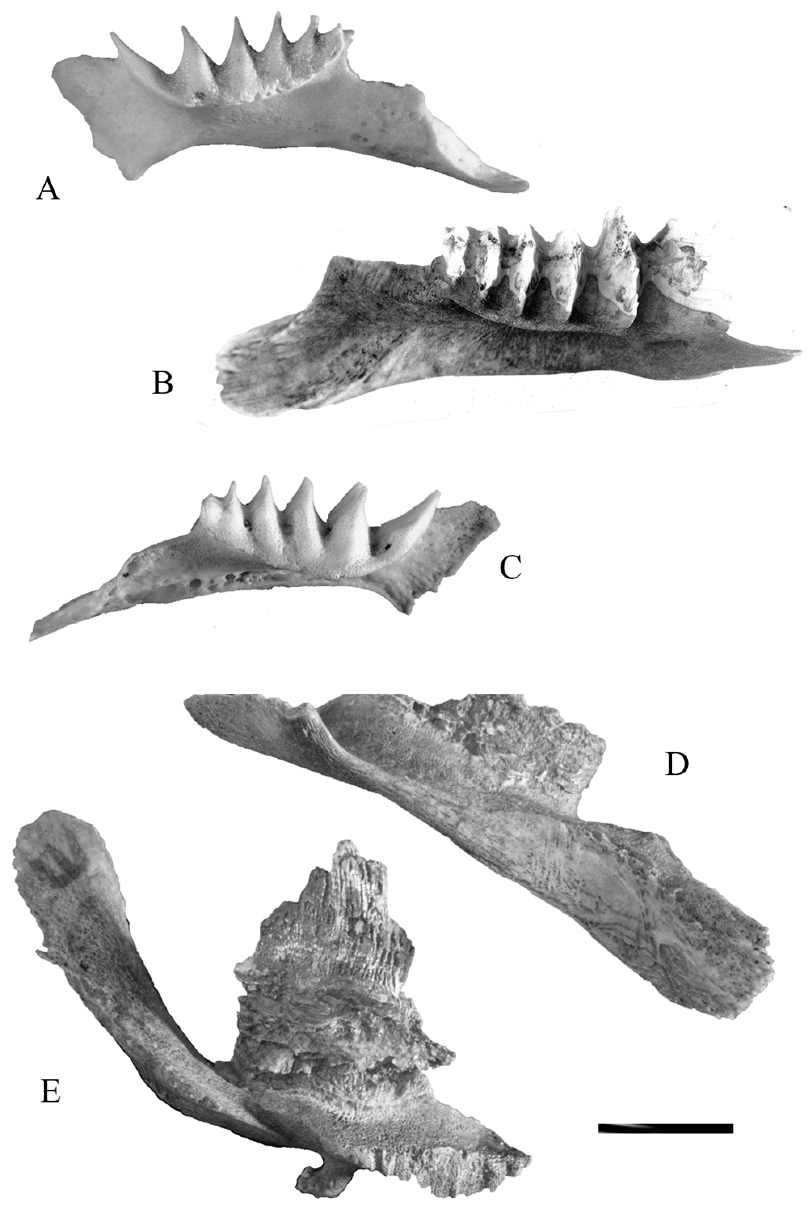 Diversity 15 00063 g003