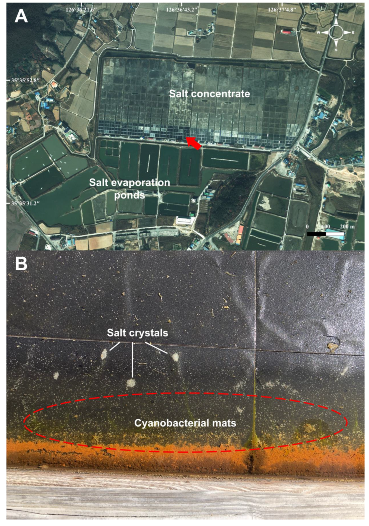 Diversity 15 00065 g001 Diversity 15 00065 g001