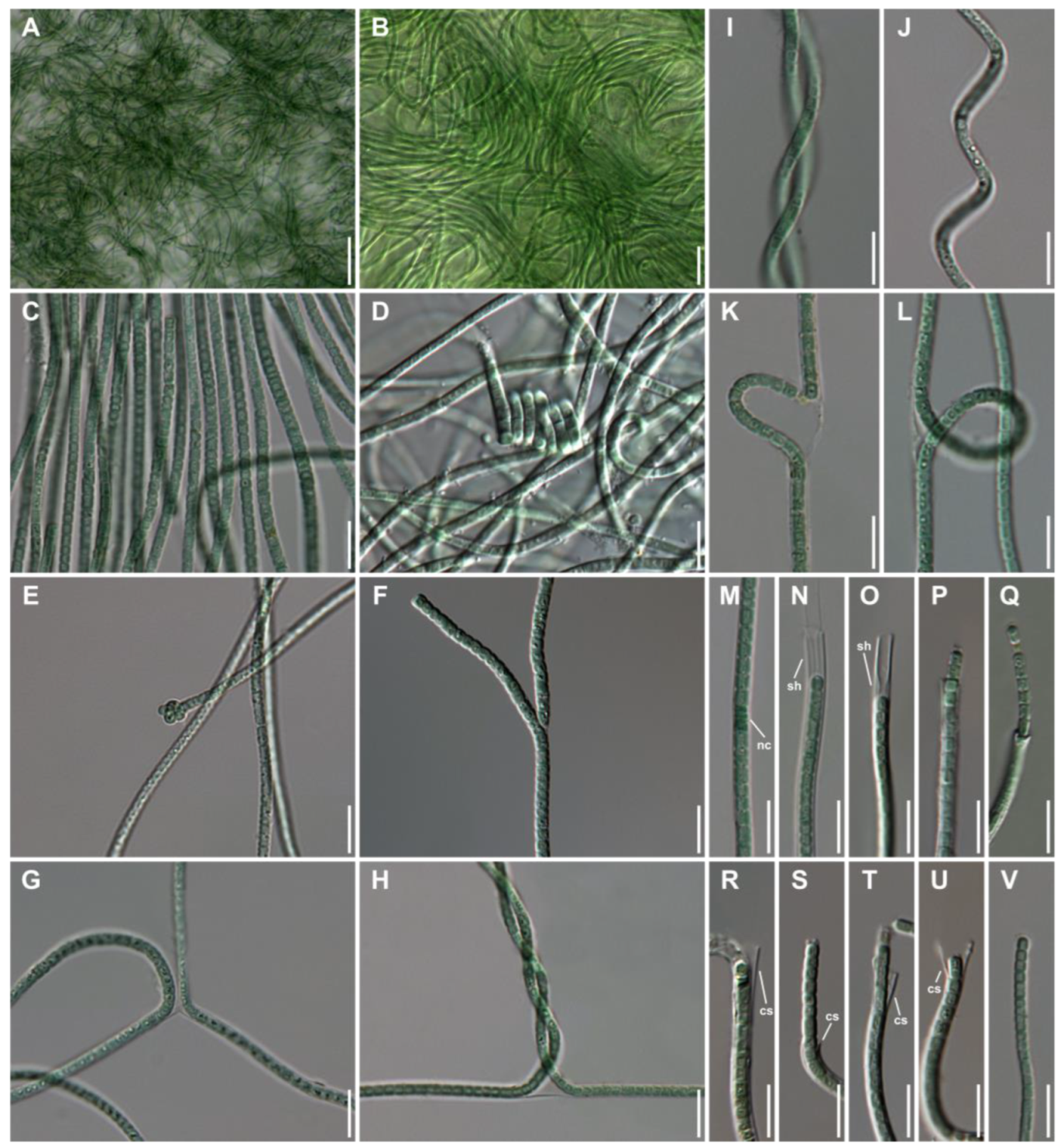 Diversity 15 00065 g002 Diversity 15 00065 g002