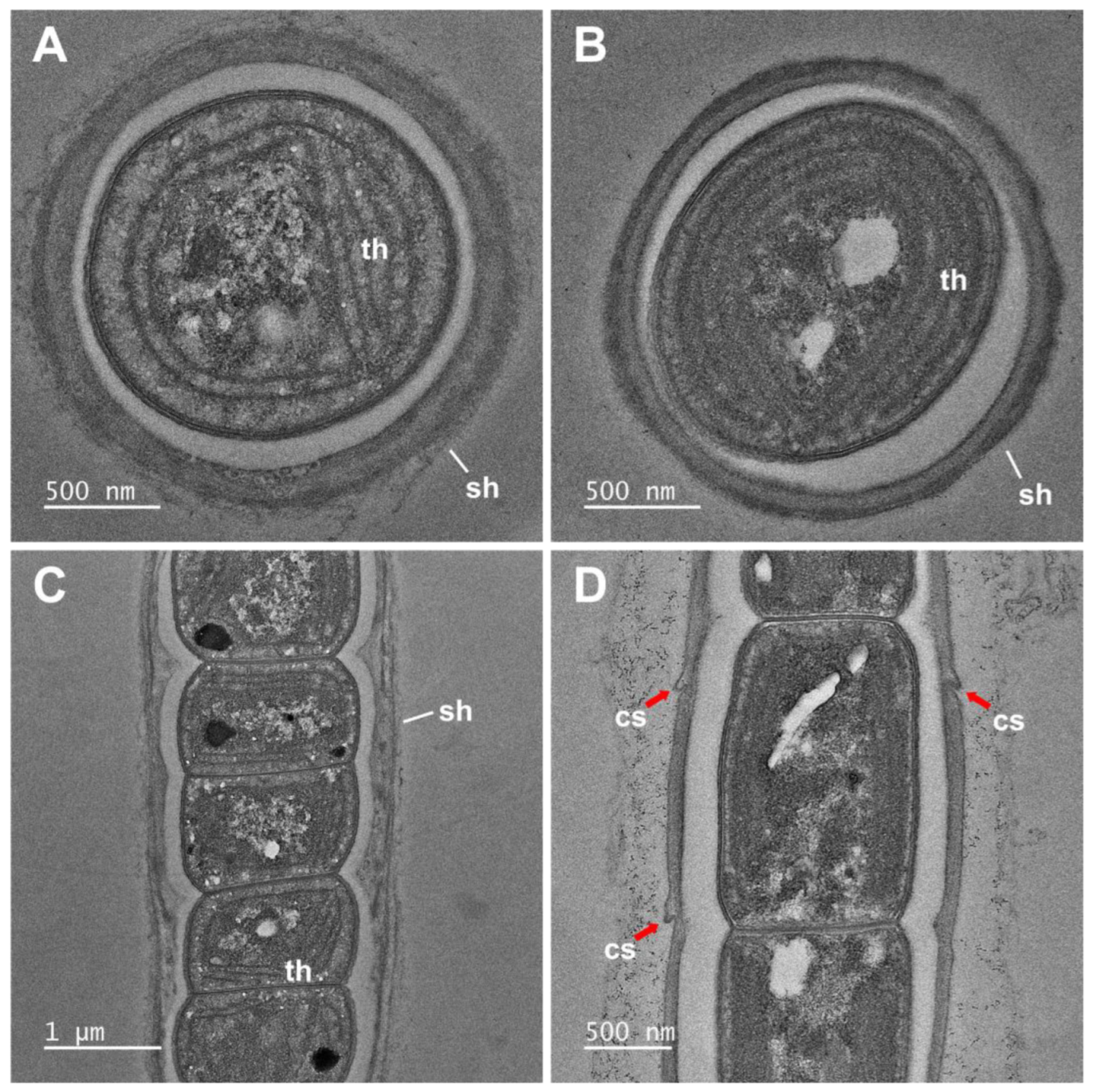 Diversity 15 00065 g003 Diversity 15 00065 g003