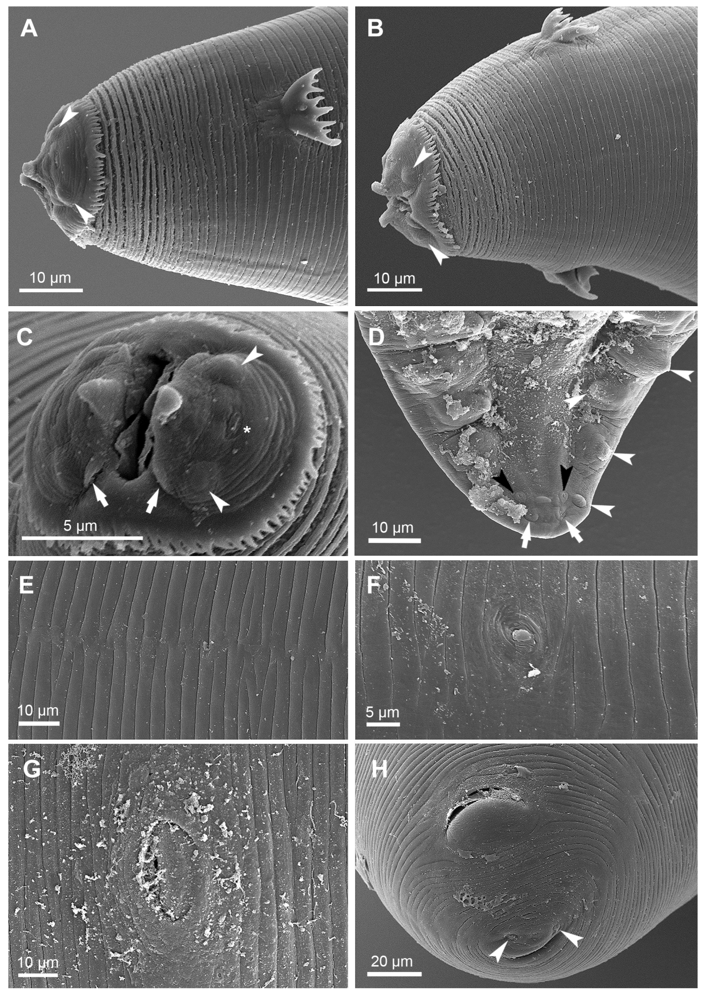 Diversity 15 00067 g002 Diversity 15 00067 g002