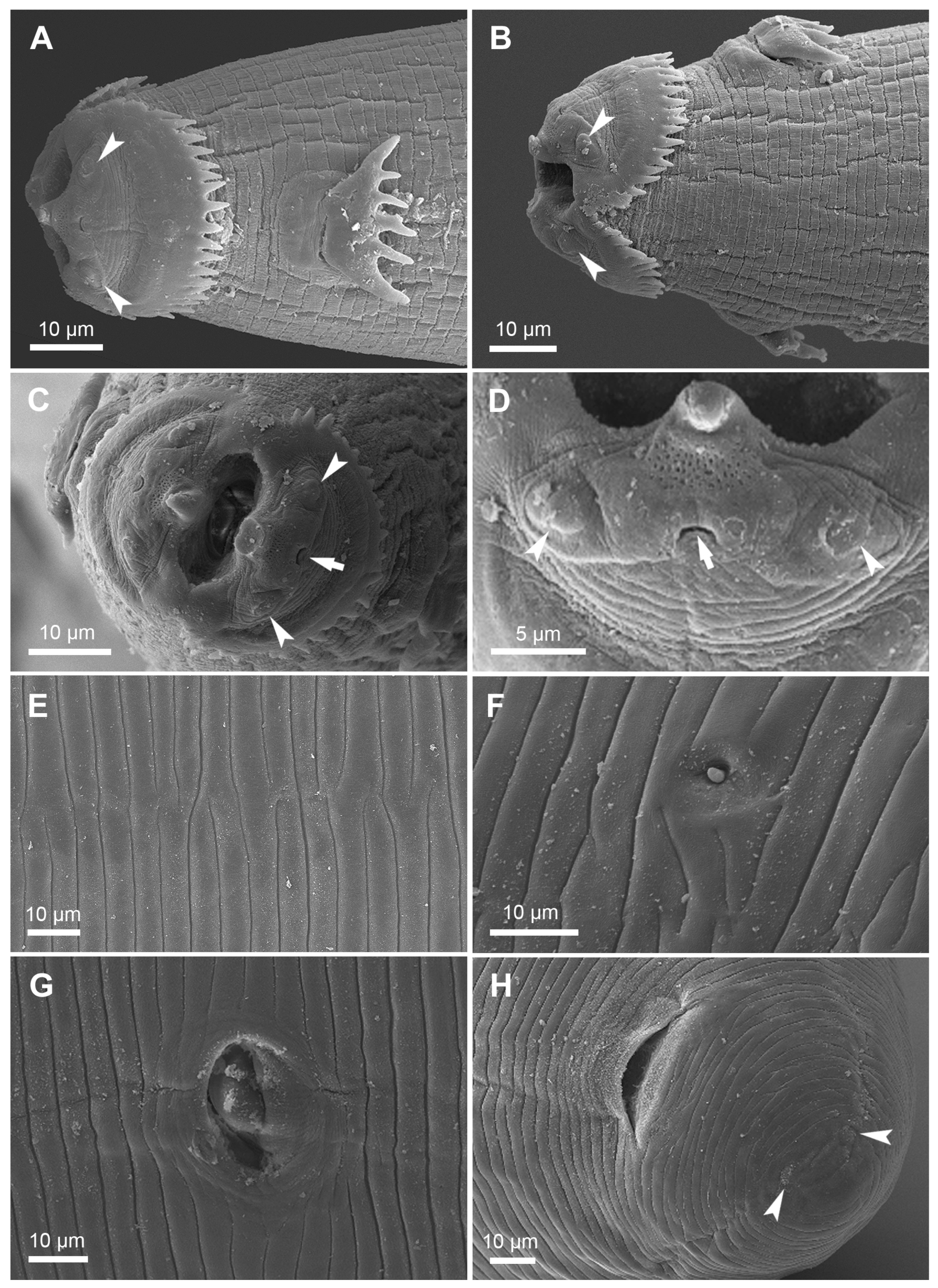 Diversity 15 00067 g004 Diversity 15 00067 g004