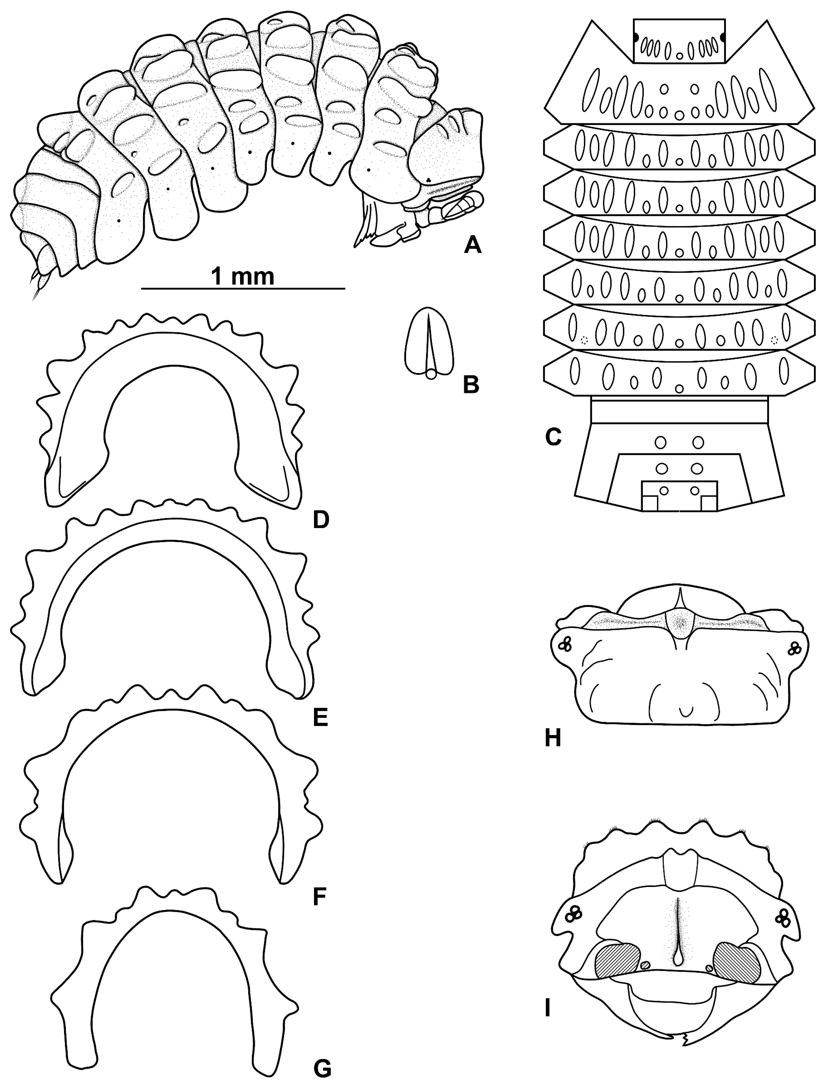 Diversity 15 00068 g001