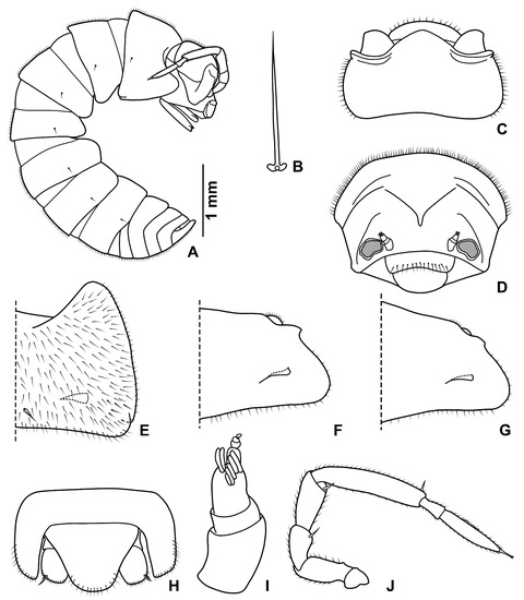 New Species of Terrestrial Isopods (Crustacea, Isopoda, Oniscidea) from ...