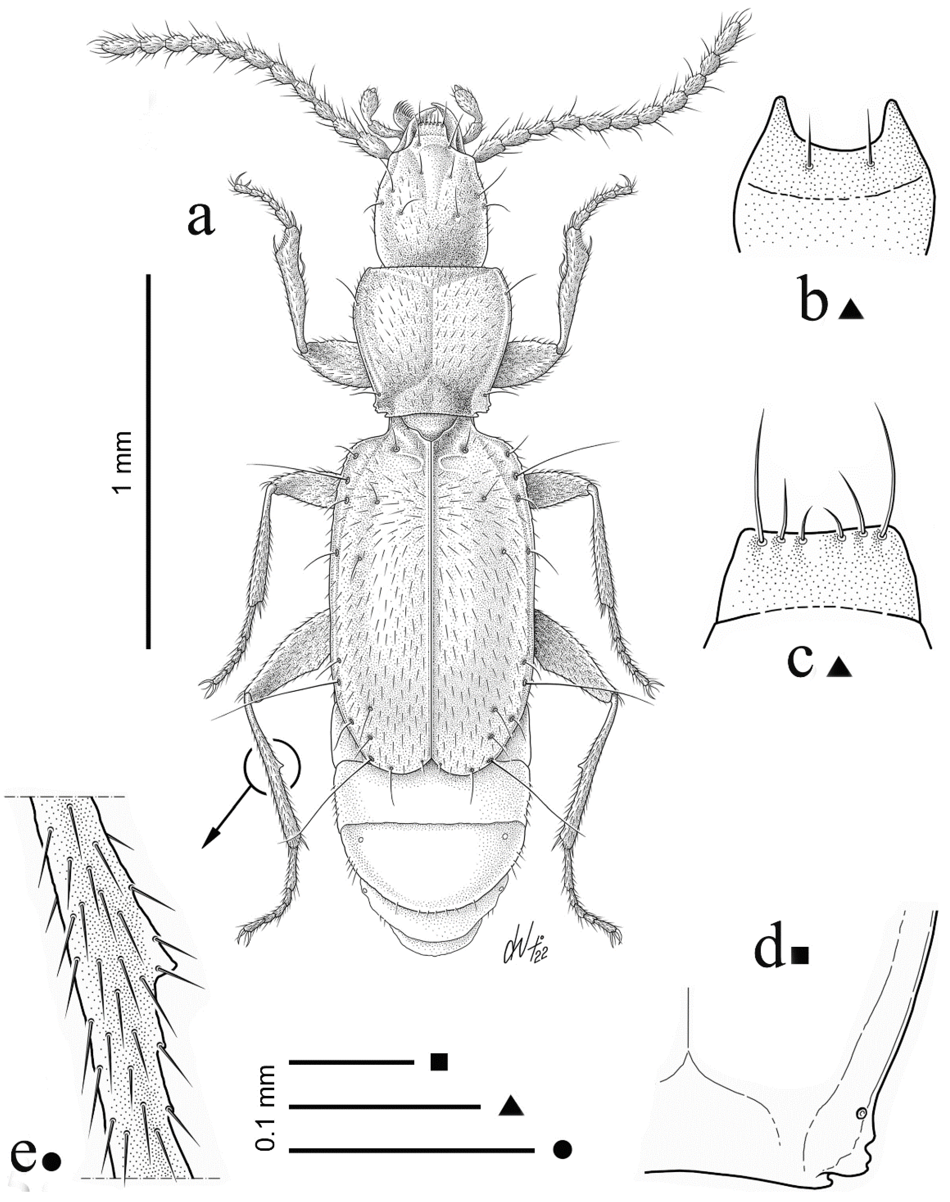 Diversity 15 00075 g001 Diversity 15 00075 g001