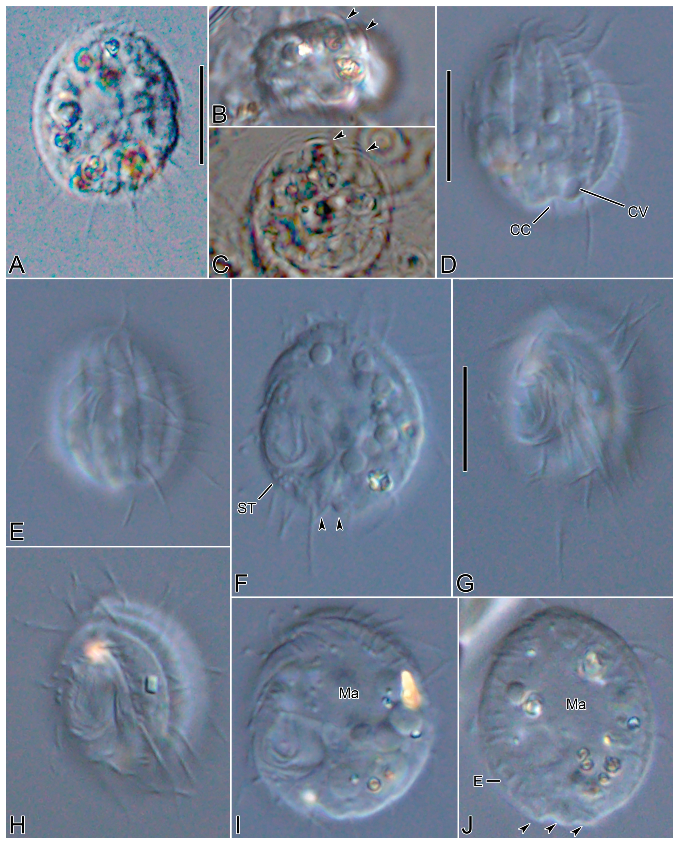 Diversity 15 00076 g003 Diversity 15 00076 g003