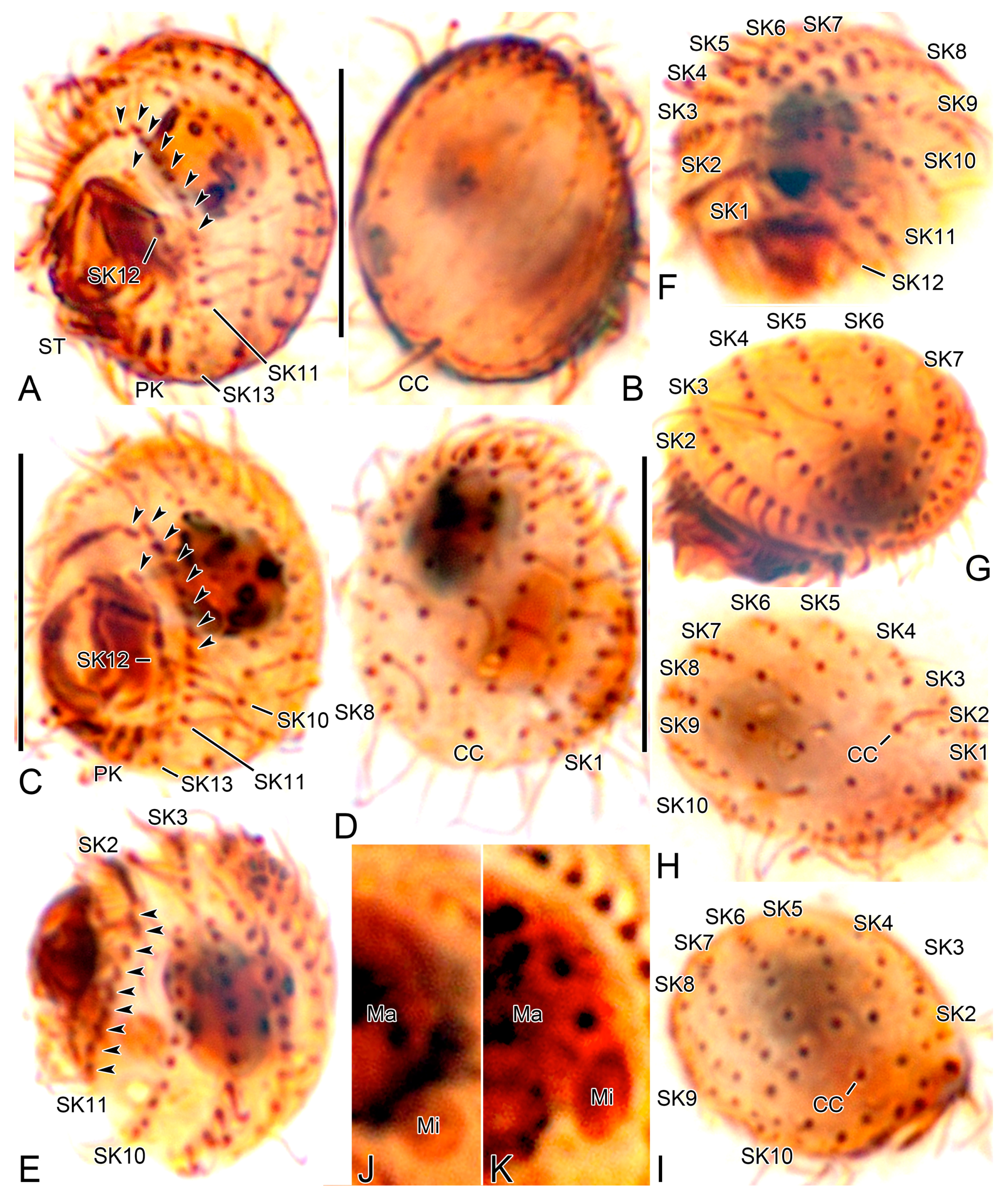 Diversity 15 00076 g004 Diversity 15 00076 g004
