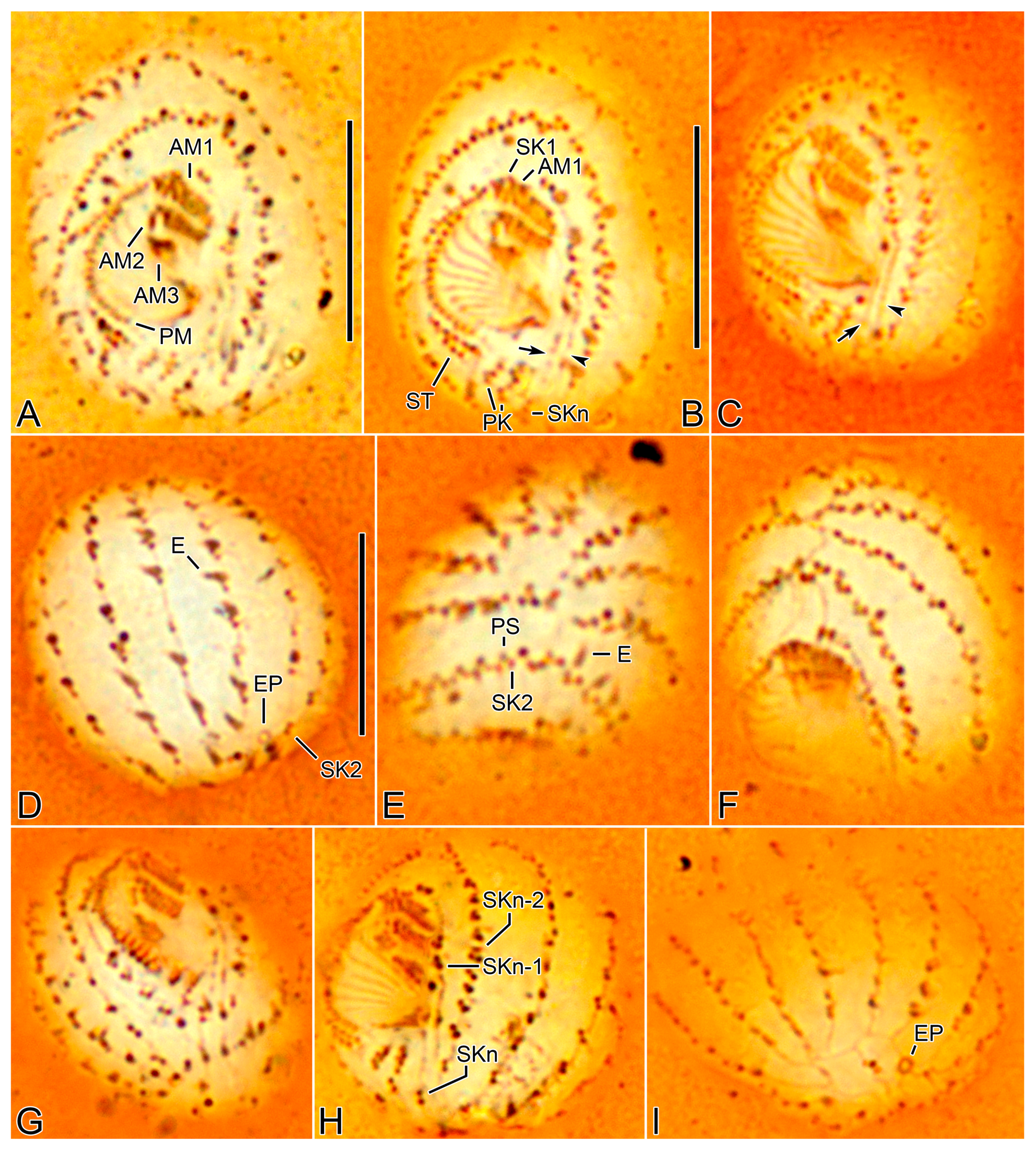 Diversity 15 00076 g005 Diversity 15 00076 g005