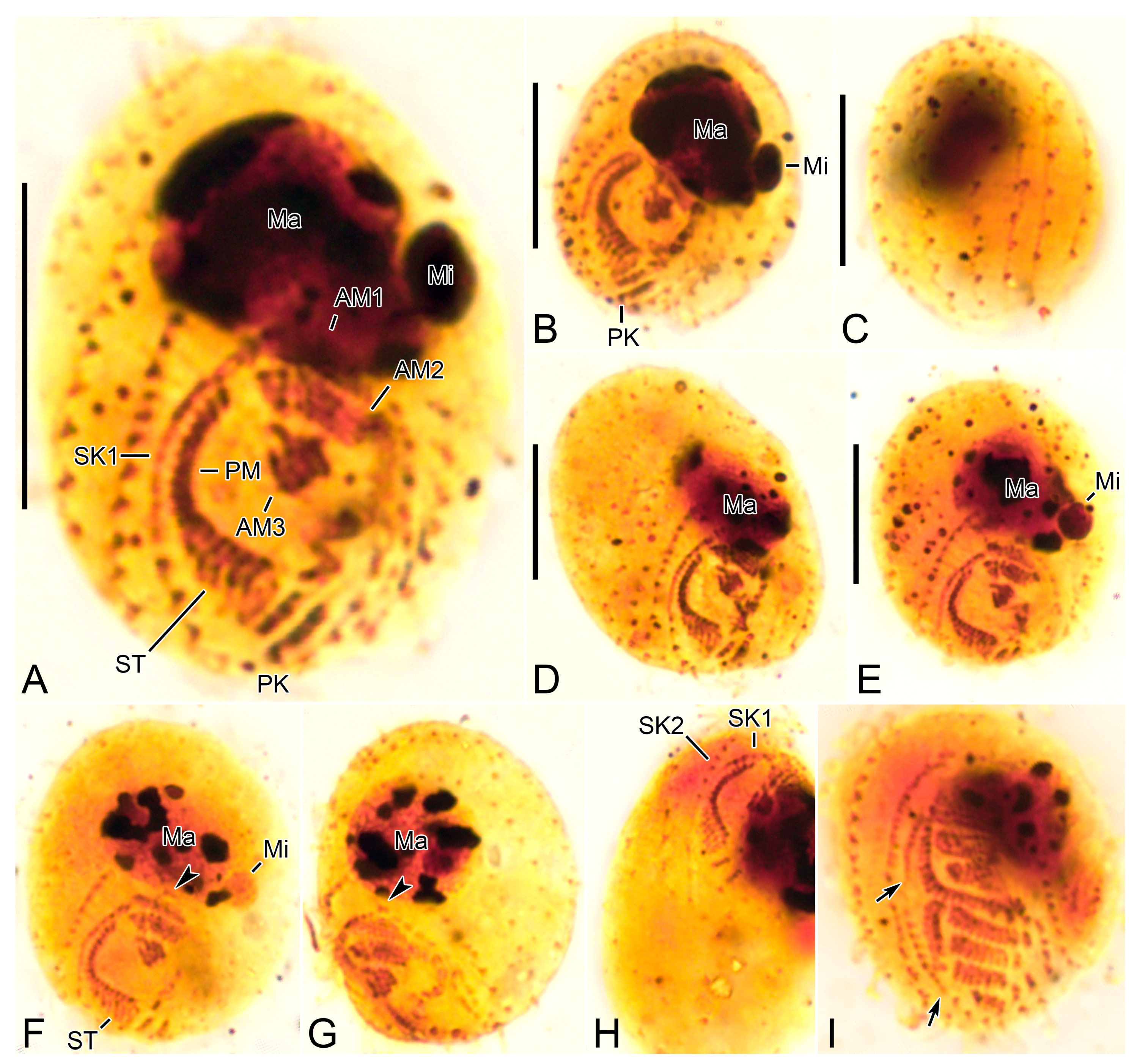 Diversity 15 00076 g006 Diversity 15 00076 g006