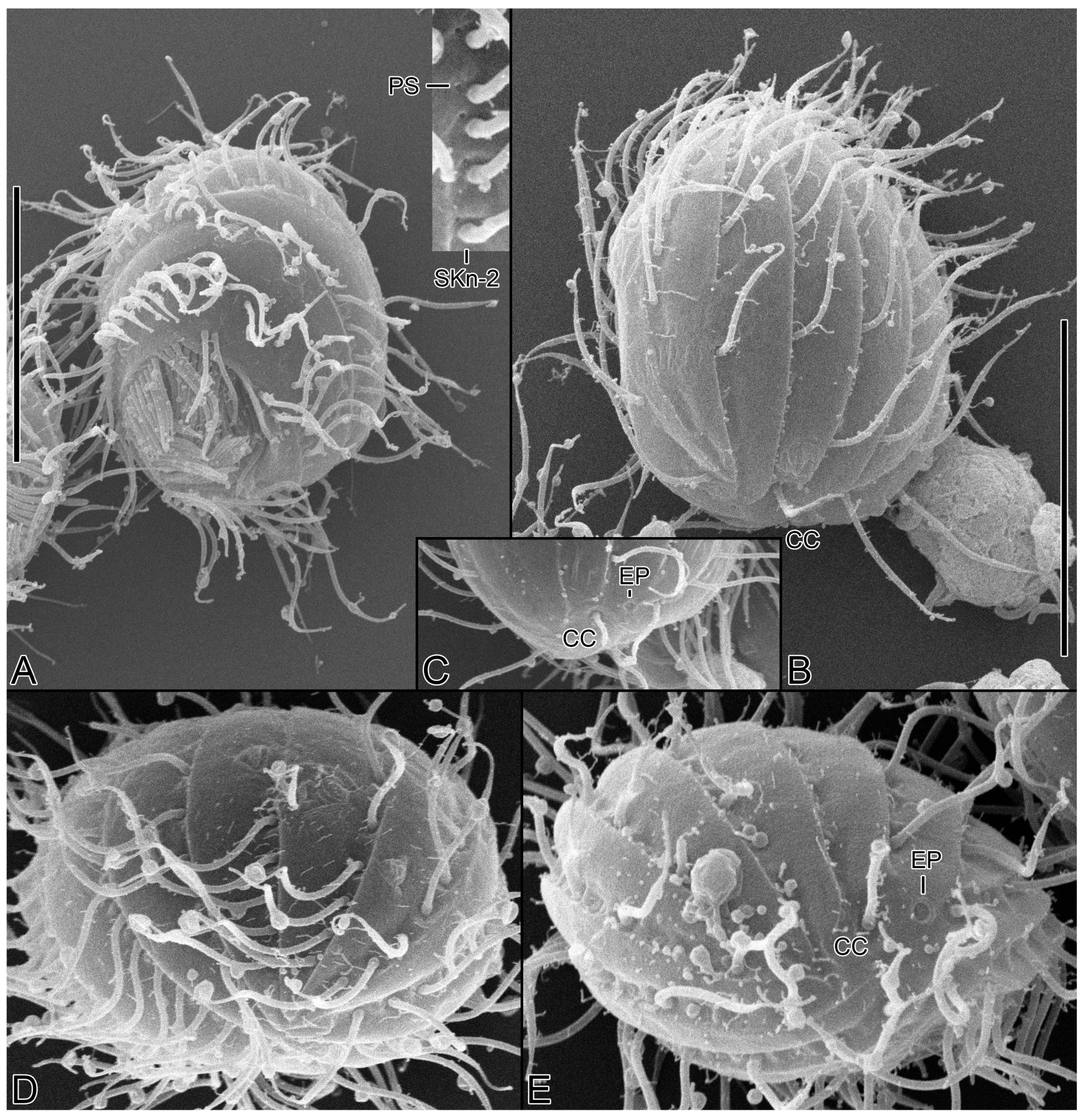 Diversity 15 00076 g007 Diversity 15 00076 g007