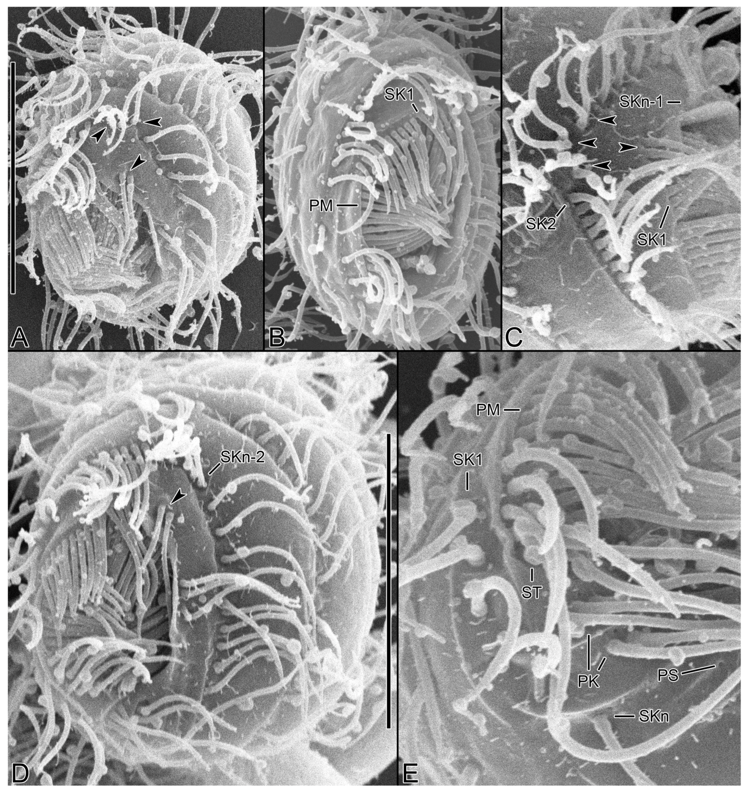 Diversity 15 00076 g008 Diversity 15 00076 g008