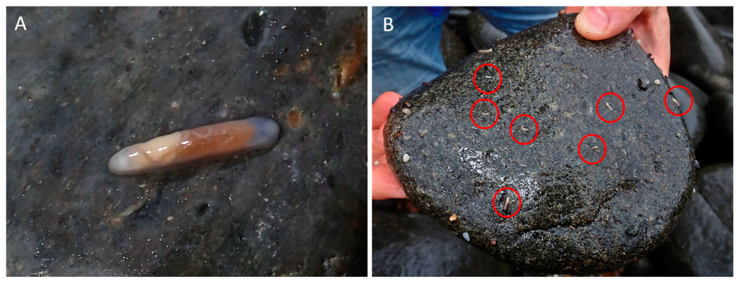 Diversity 15 00086 g002