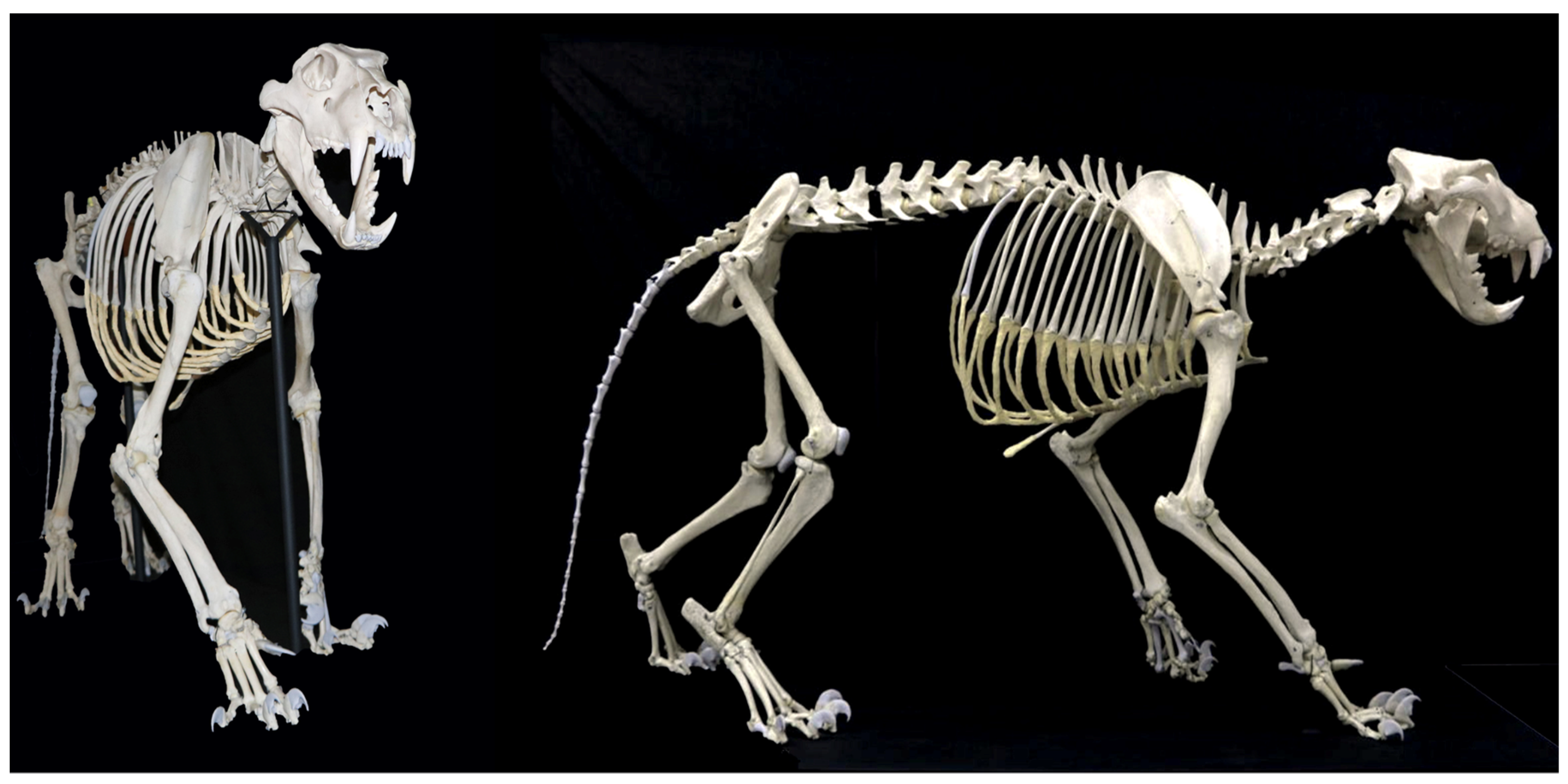 The extinct Sicilian wolf shows a complex history of isolation and
