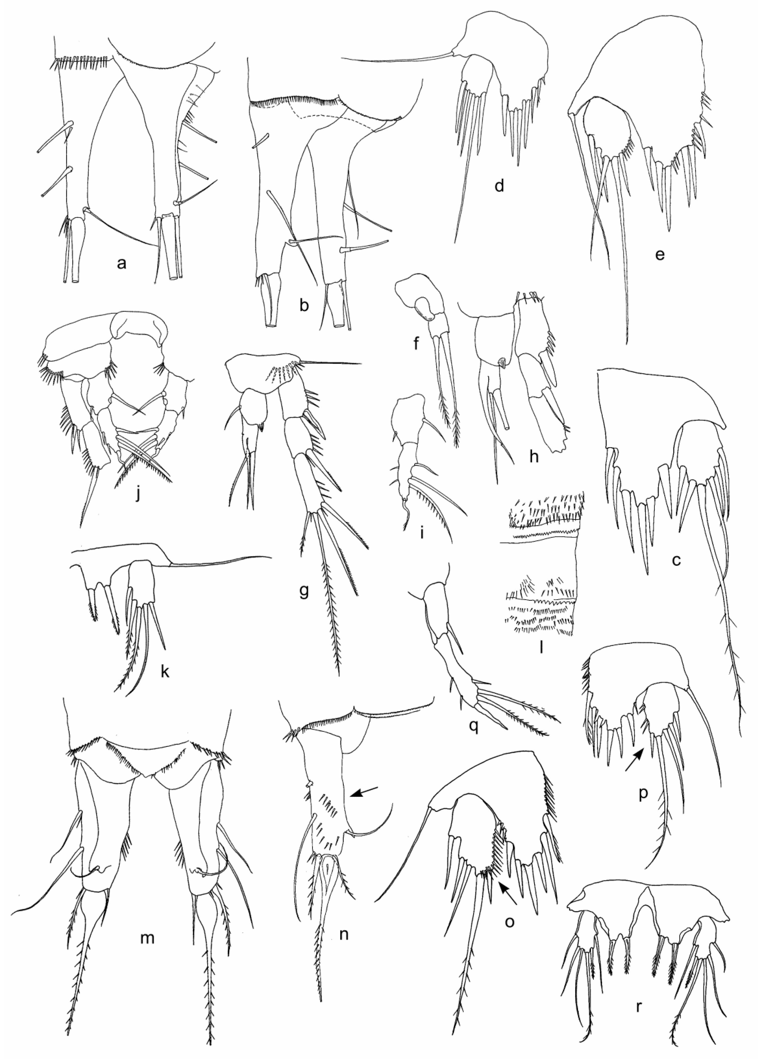 Diversity 15 00094 g005 Diversity 15 00094 g005