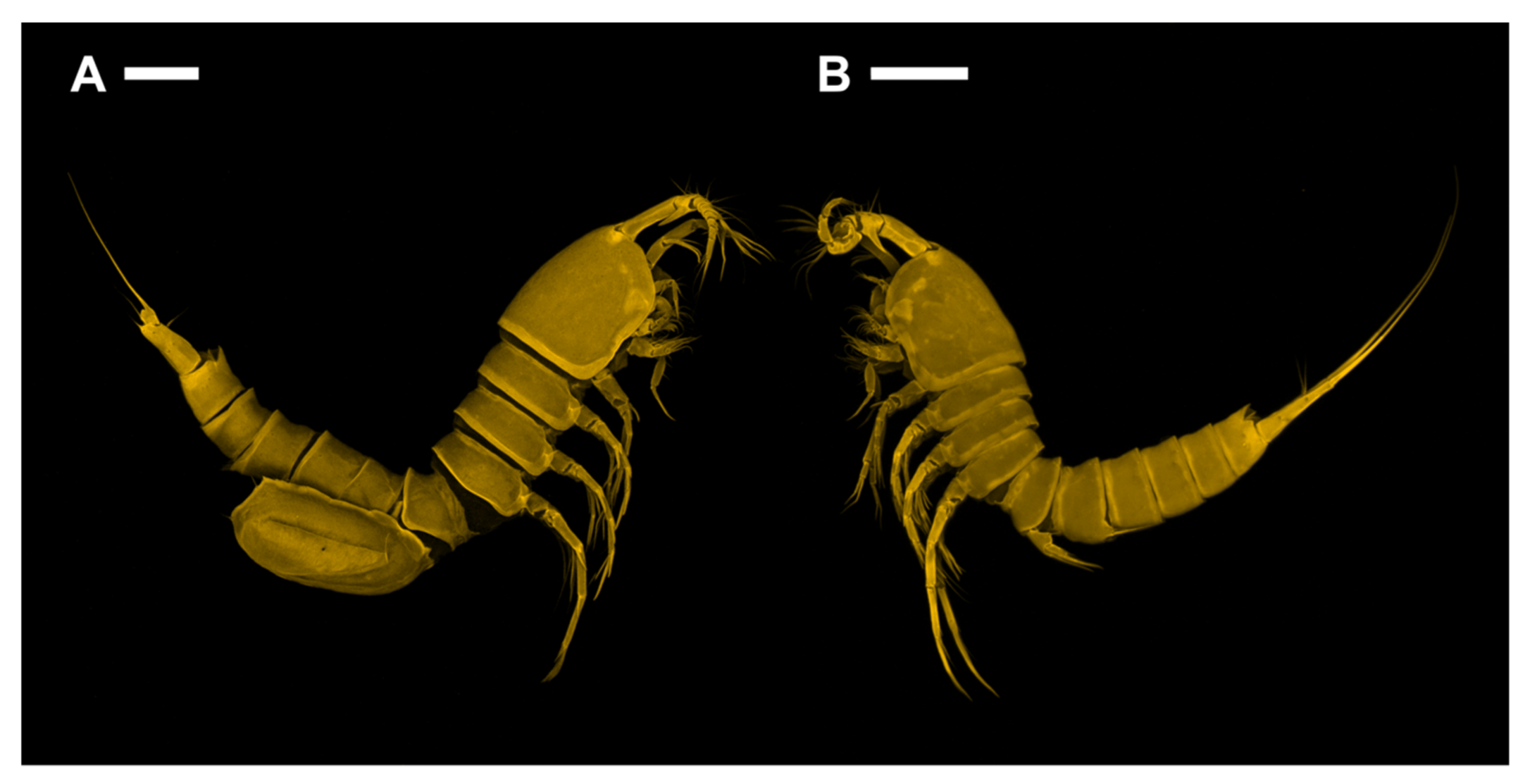 Diversity 15 00097 g002