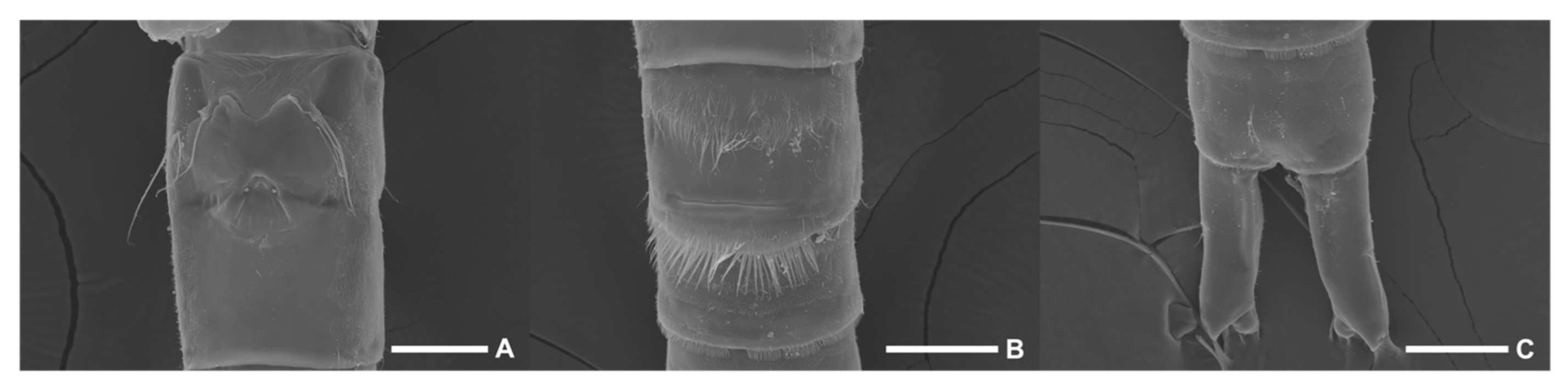 Diversity 15 00097 g005