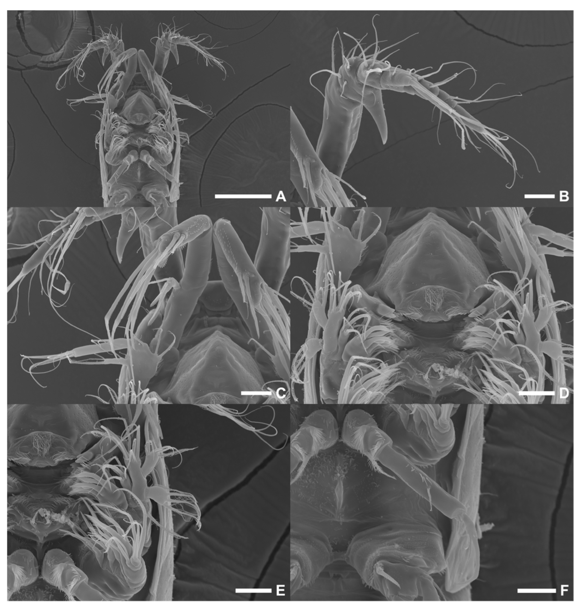 Diversity 15 00097 g006